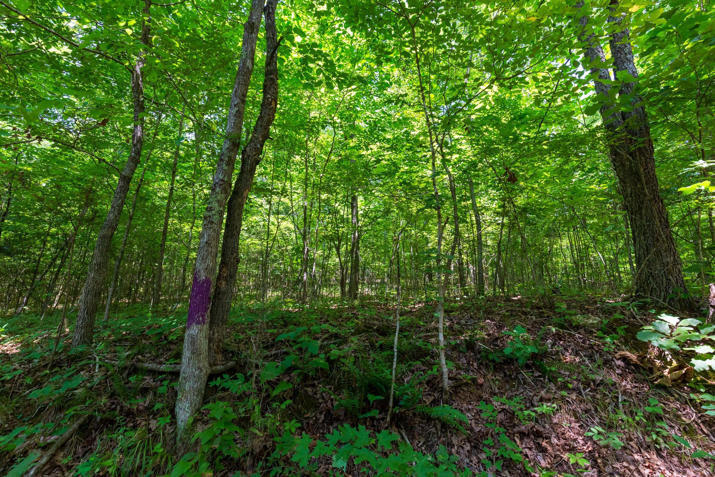 Cypress Ridge Tract 5 photo 10
