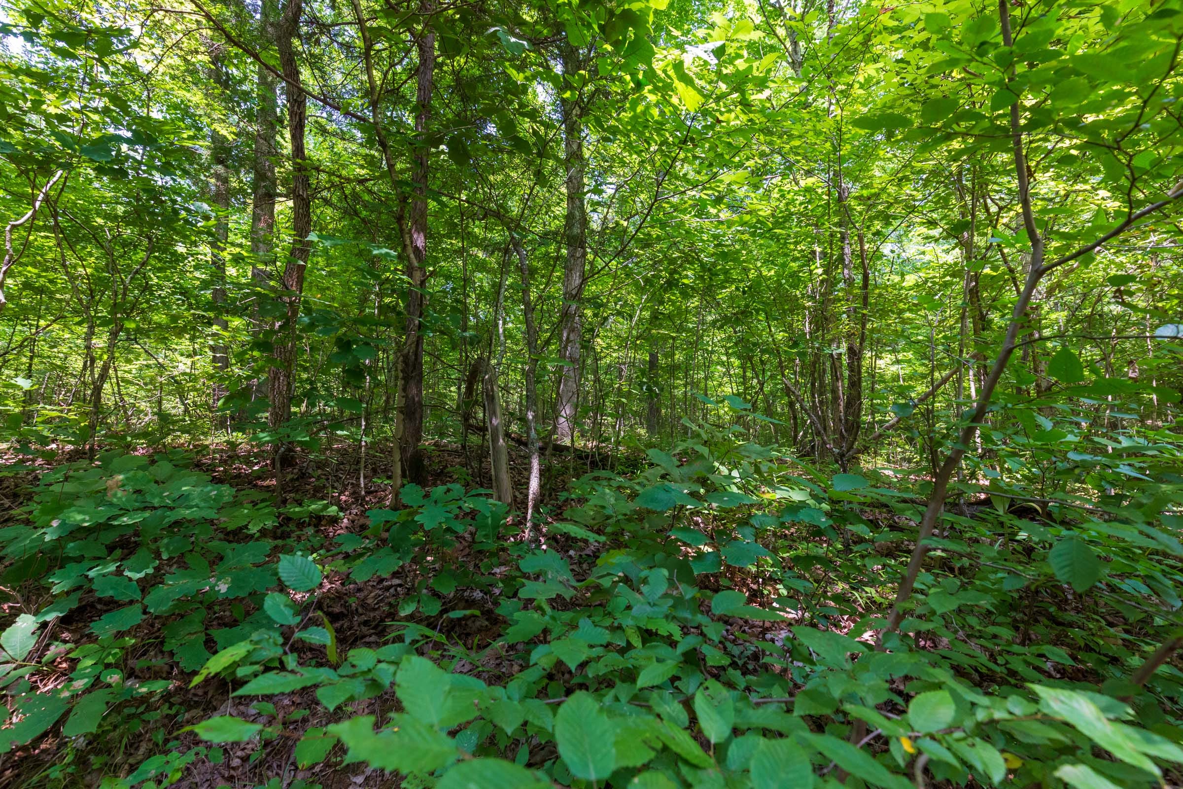 Cypress Ridge Tract 5 photo 11