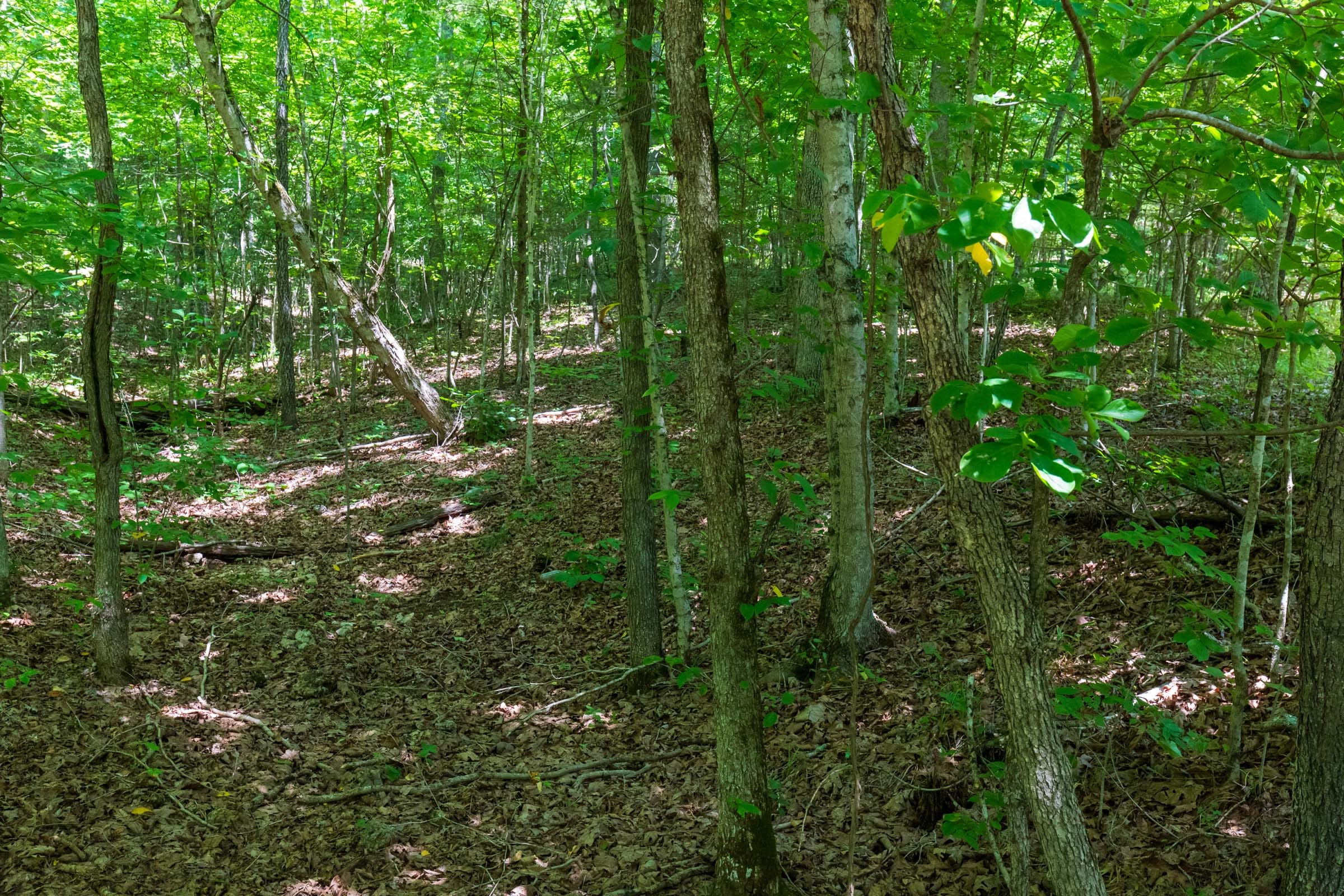 Cypress Ridge Tract 5 photo 13