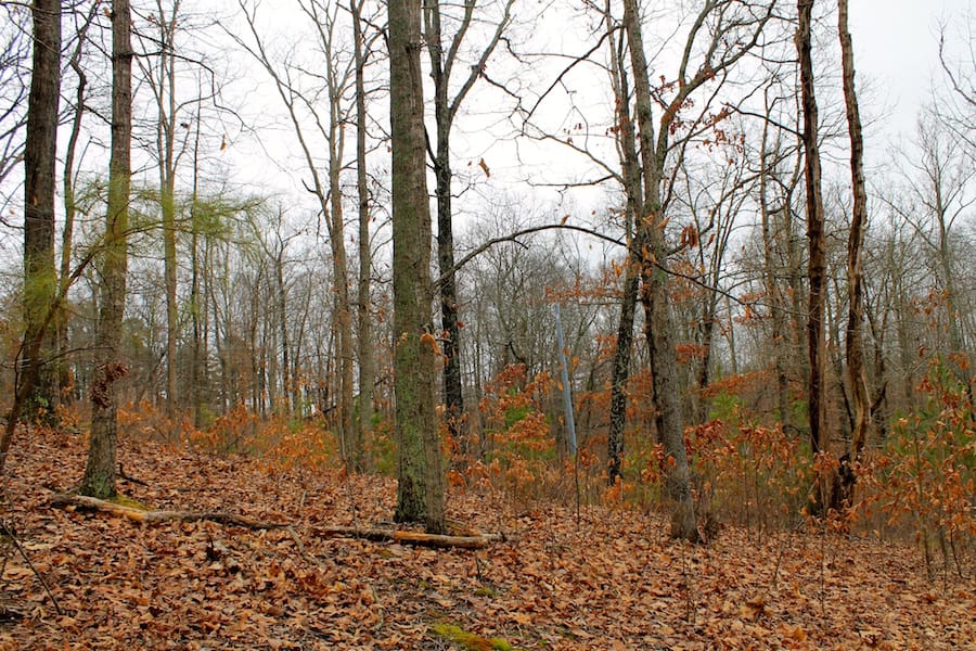 The Tennessean Tract 35 photo 3