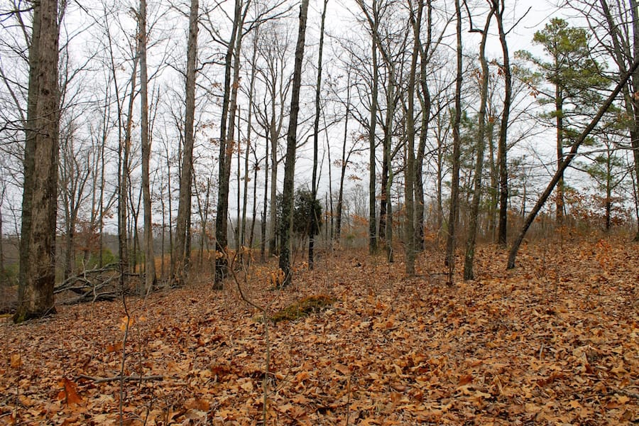 The Tennessean Tract 35 photo 8