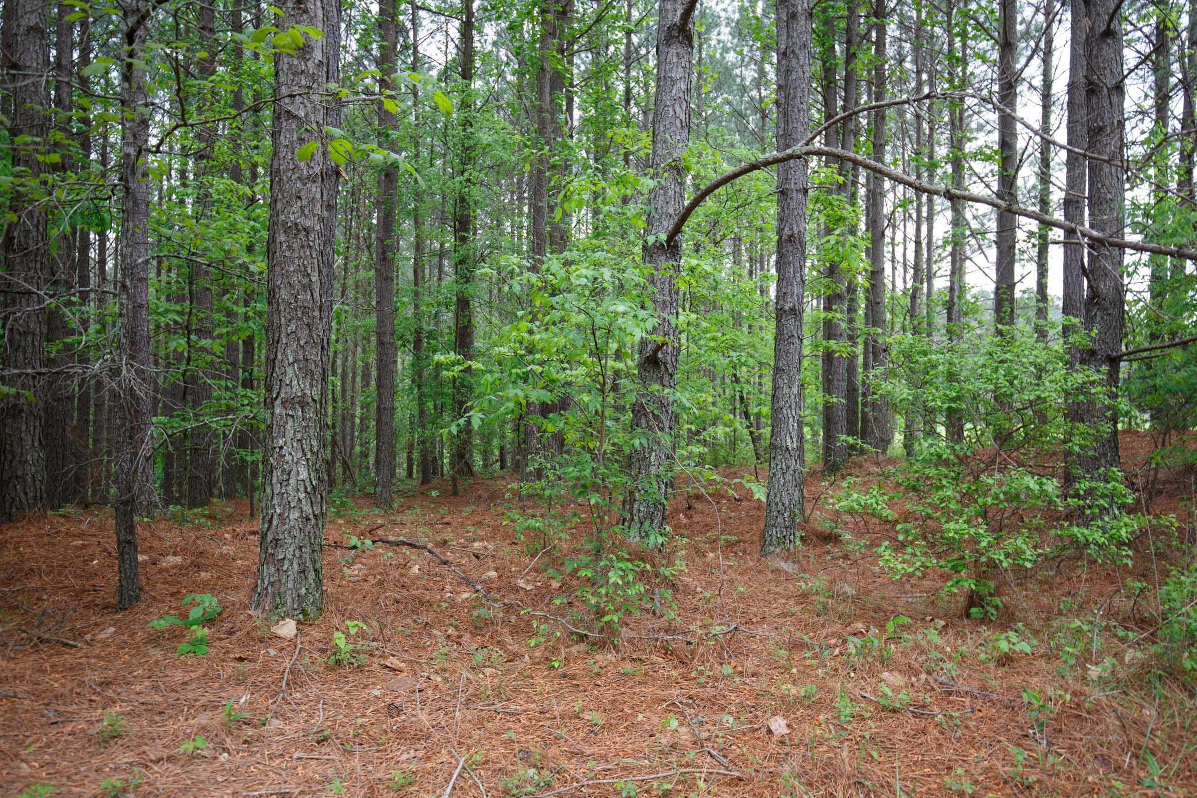 Red Barn Ranch Tract 20 photo 4