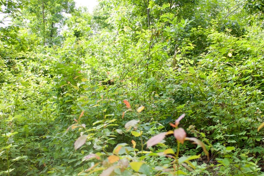 Thunder Mountain Ranch Tract 53 photo 1