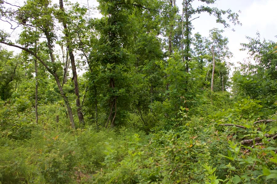 Thunder Mountain Ranch Tract 53 photo 2