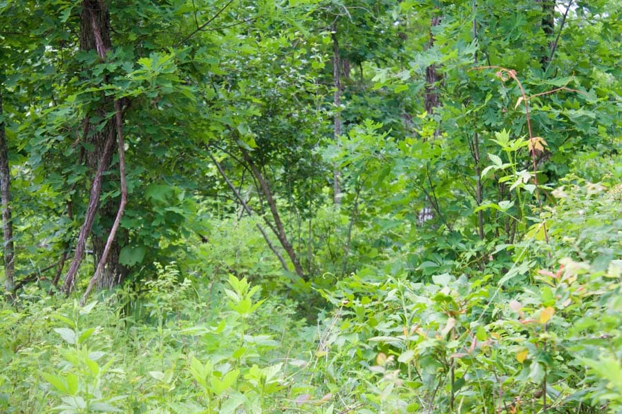 Thunder Mountain Ranch Tract 53 photo 3