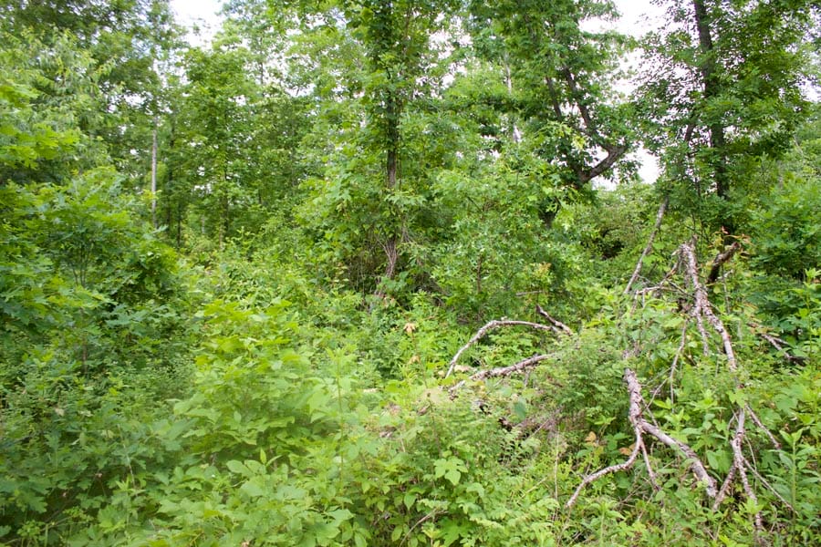 Thunder Mountain Ranch Tract 53 photo 5