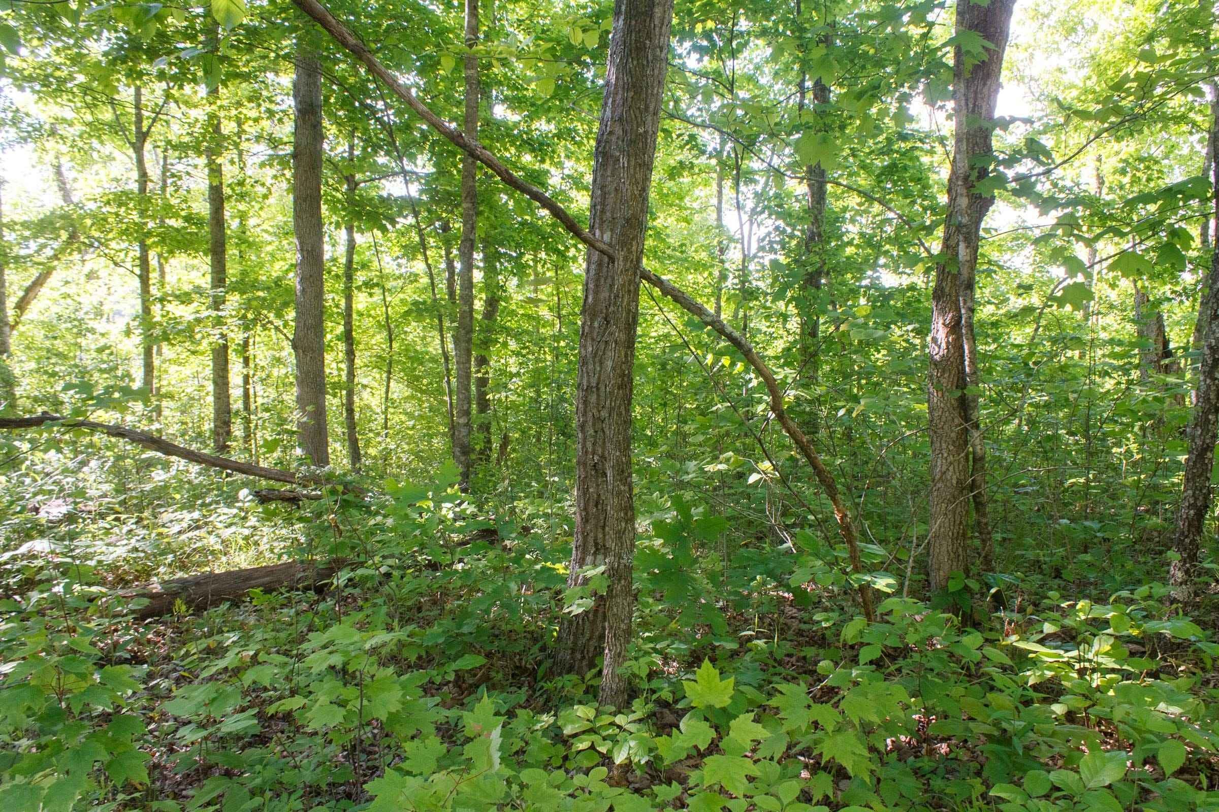Riverbend Tract 21 photo 2