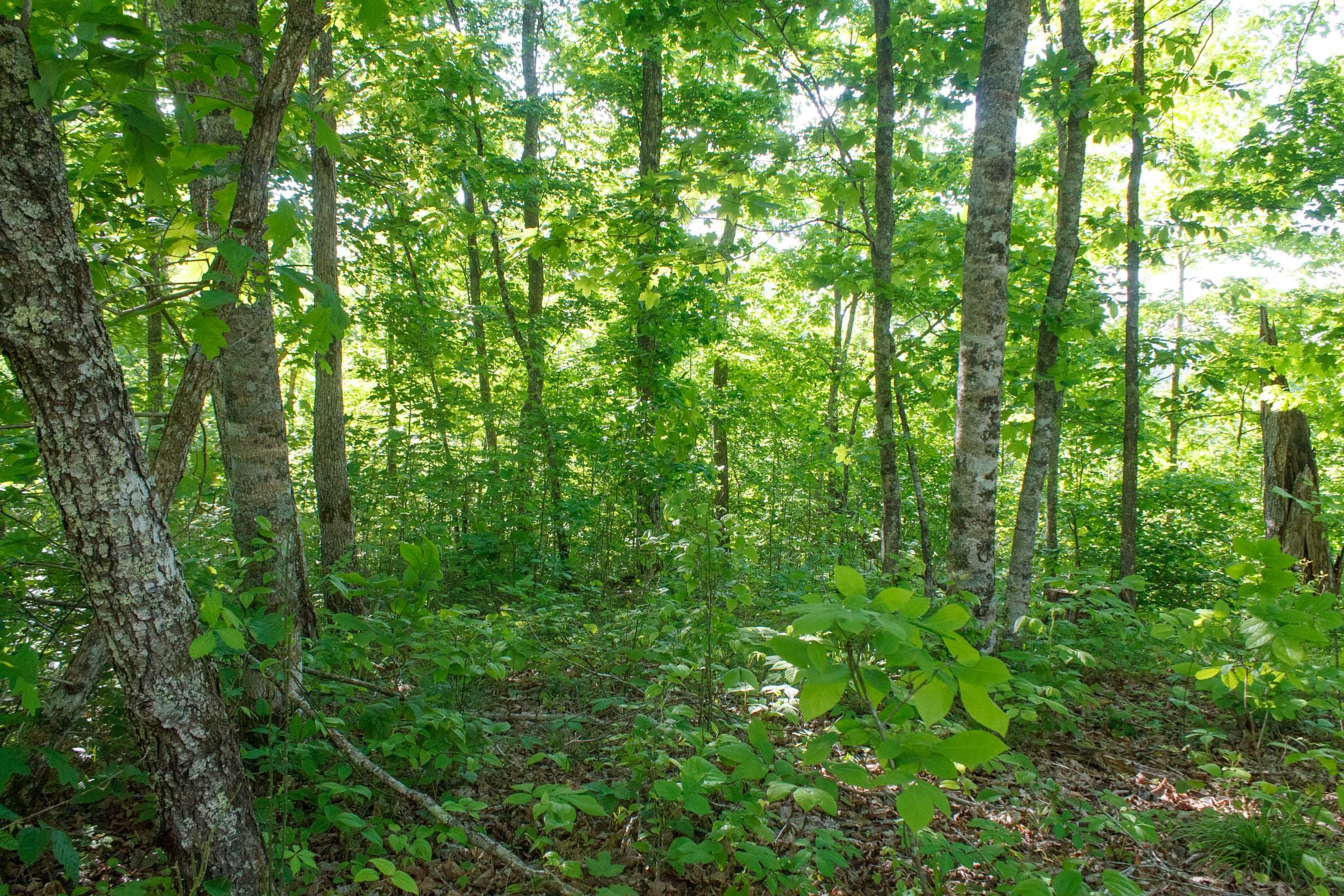 Riverbend Tract 21 photo 3