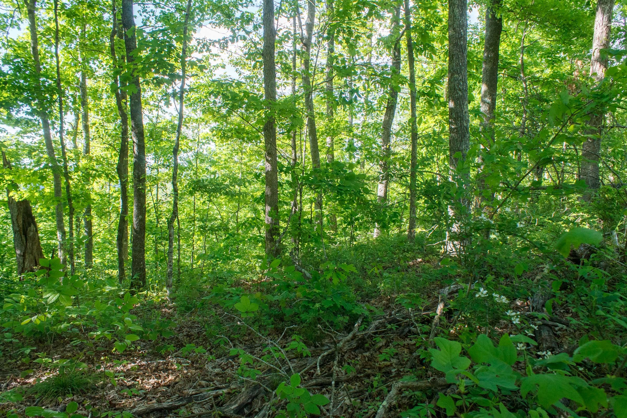 Riverbend Tract 21 photo 4