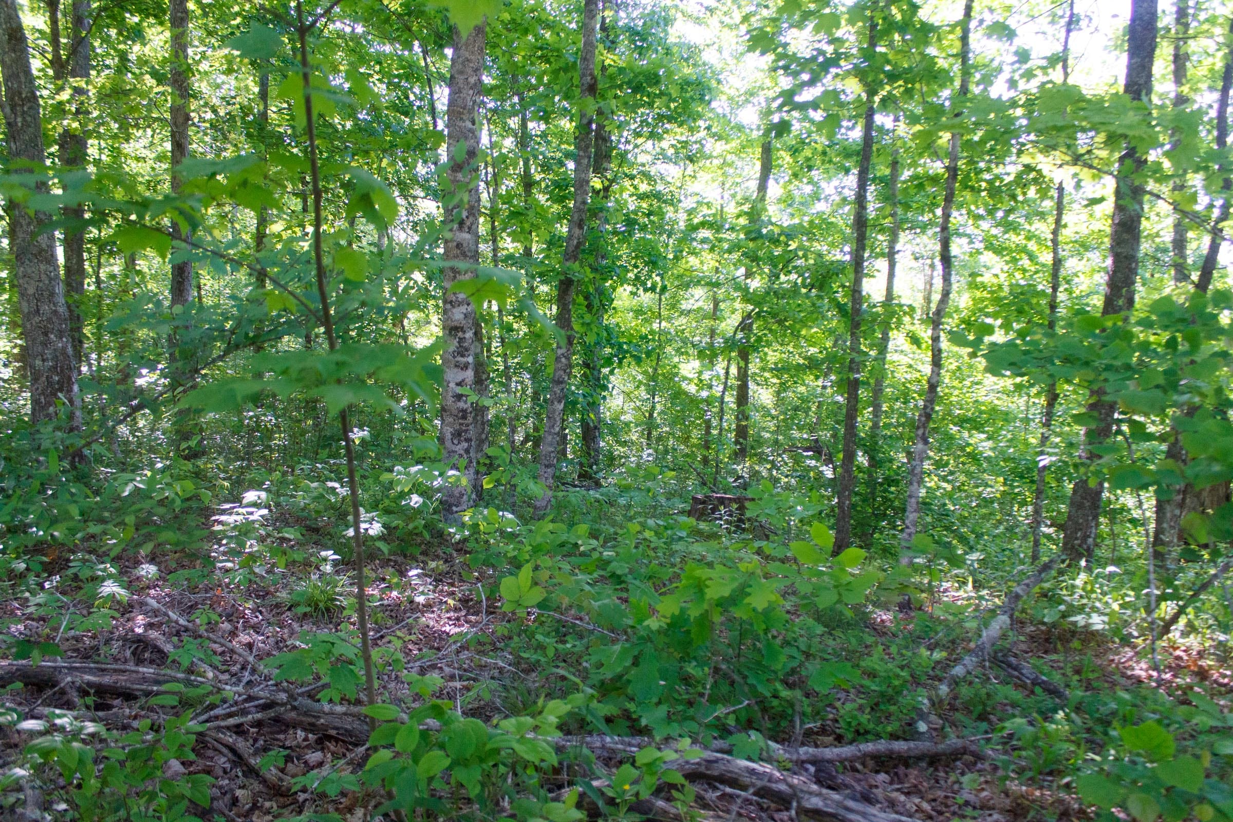 Riverbend Tract 21 photo 5