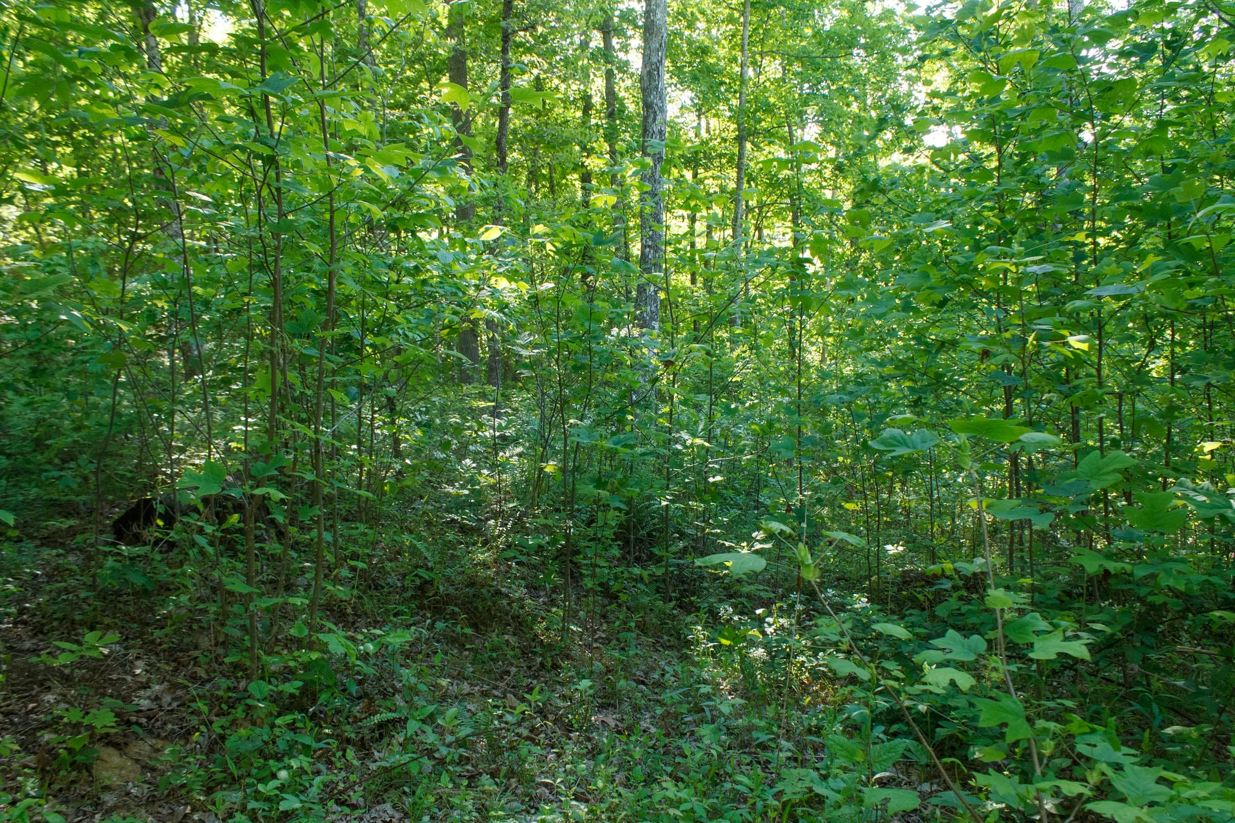 Riverbend Tract 21 photo 8
