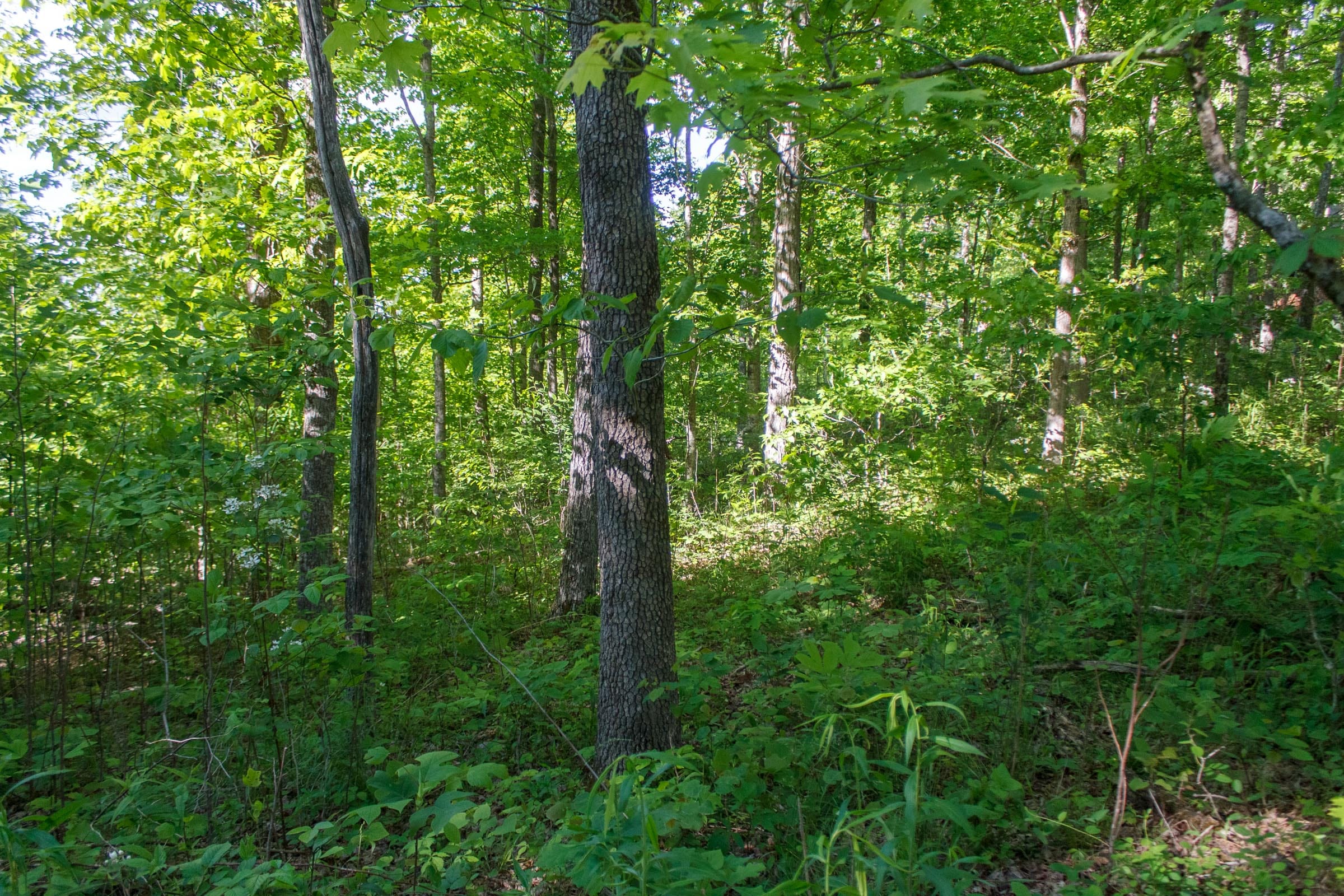Riverbend Tract 21 photo 9
