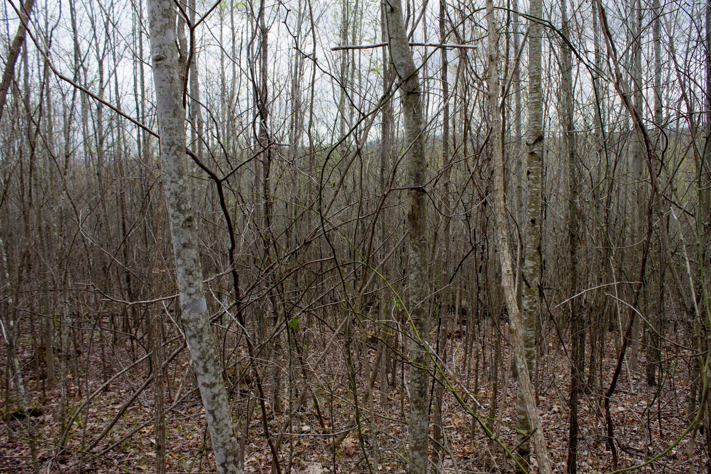 Hidden Hills Tract 41 photo 3