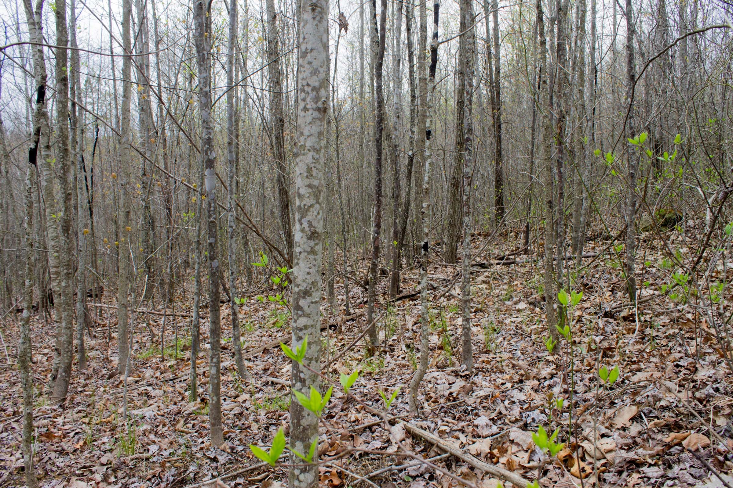 Hidden Hills Tract 41 photo 7
