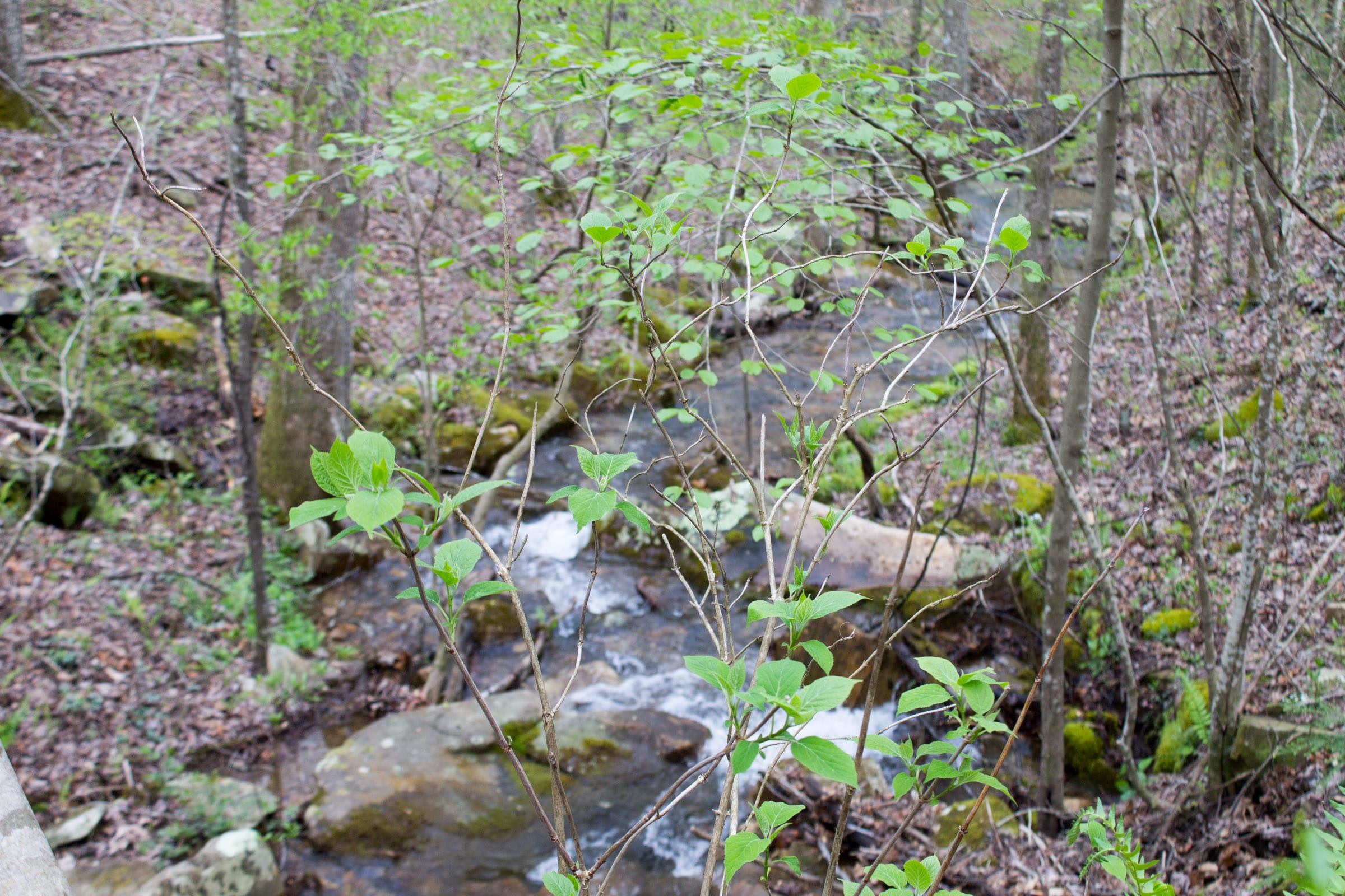 Hidden Hills Tract 41 photo 24