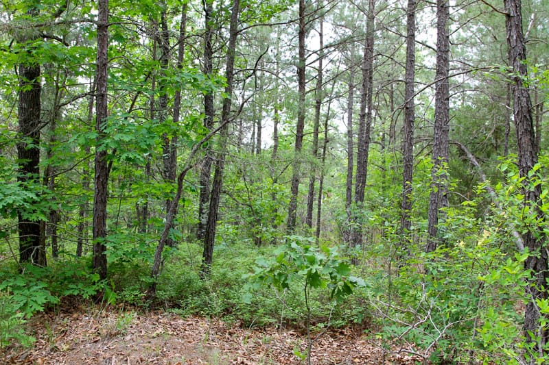 Trophy Ridge Phase II Tract 69 photo 2