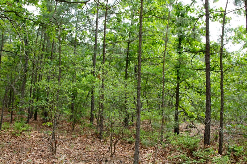 Trophy Ridge Phase II Tract 69 photo 4