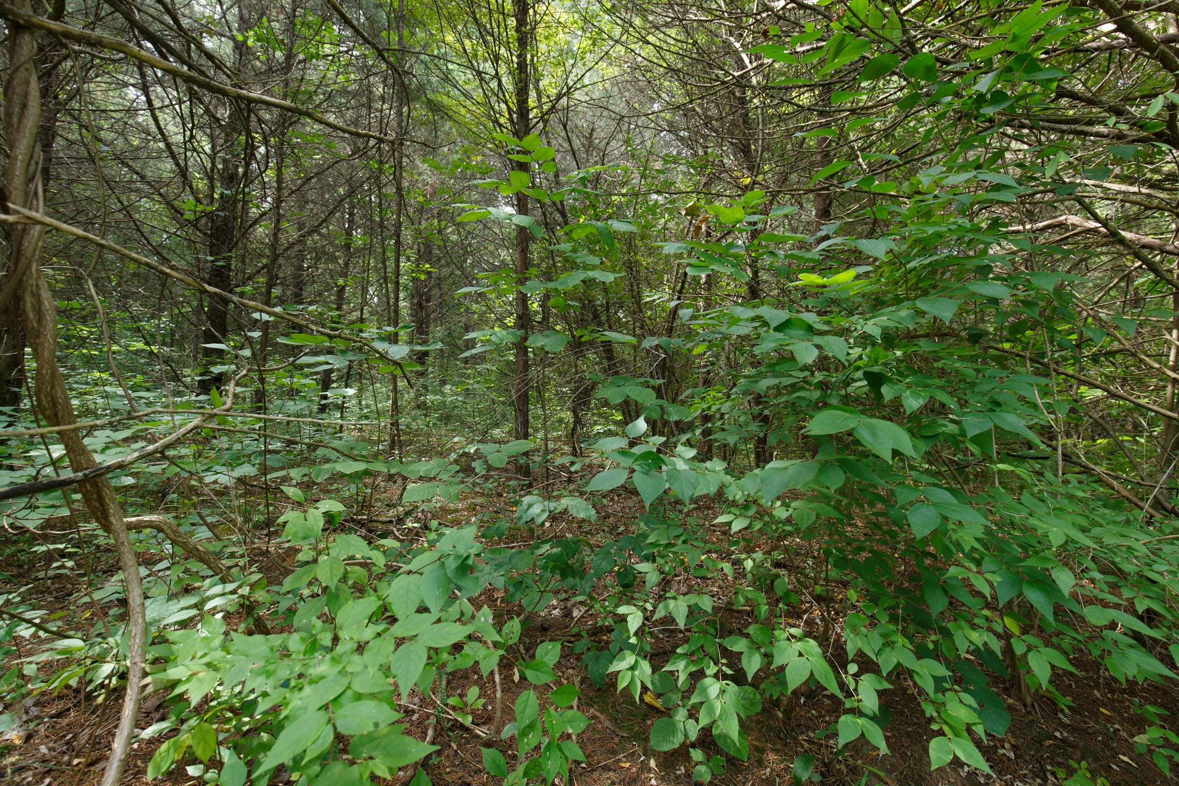 Spring Lake Plat 6 Tract 4 photo 3