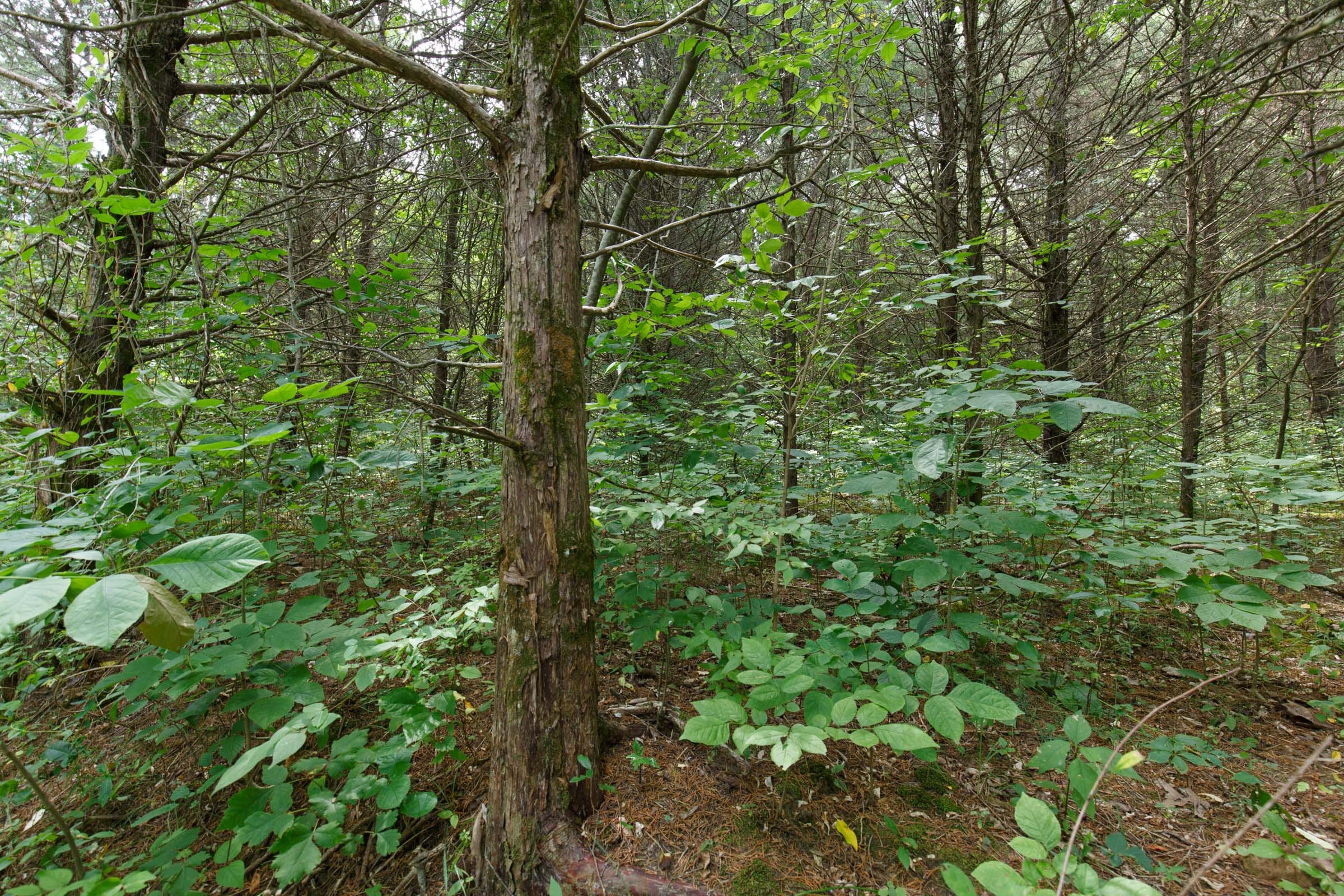 Spring Lake Plat 6 Tract 4 photo 2