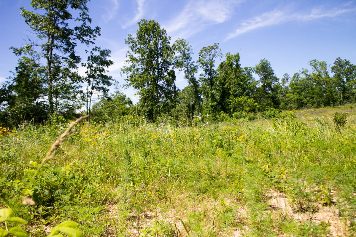 Timber Crossing Tract 25 photo 3