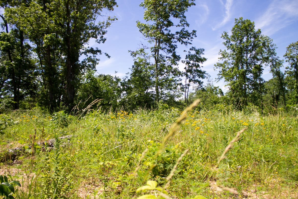 Timber Crossing Tract 25 photo 4