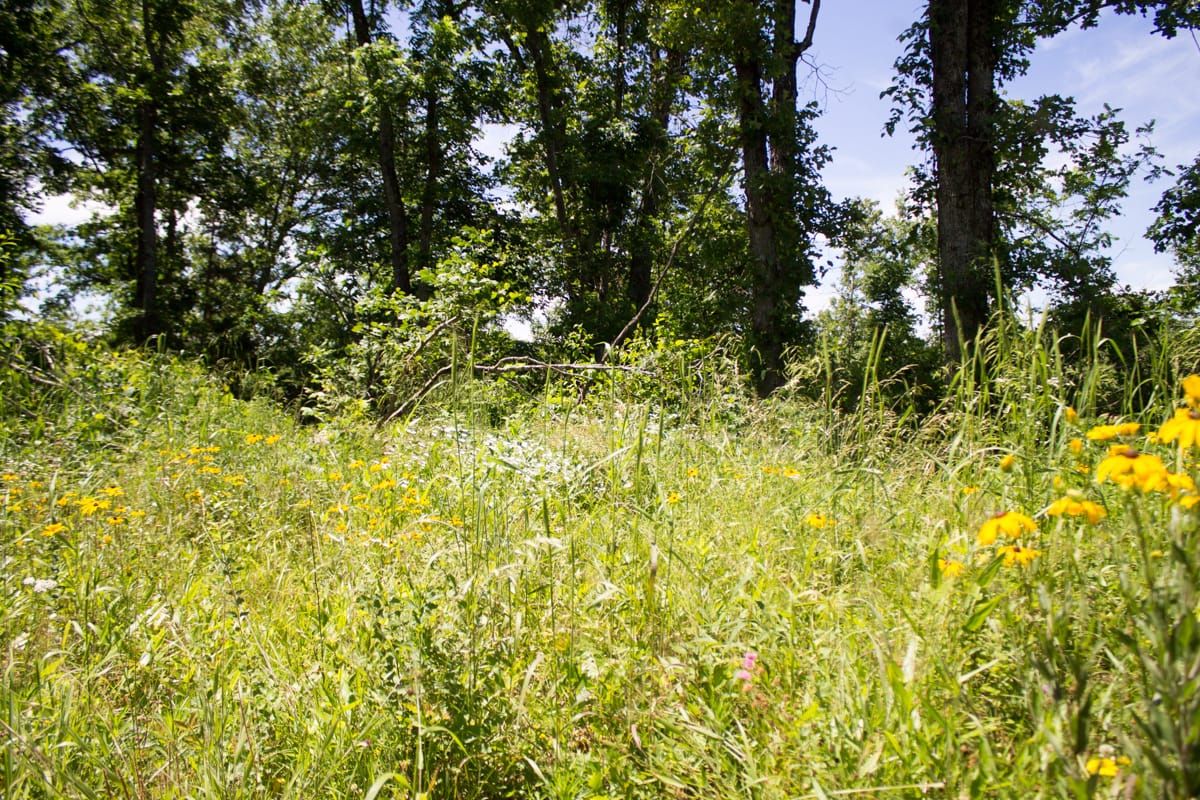 Timber Crossing Tract 25 photo 6