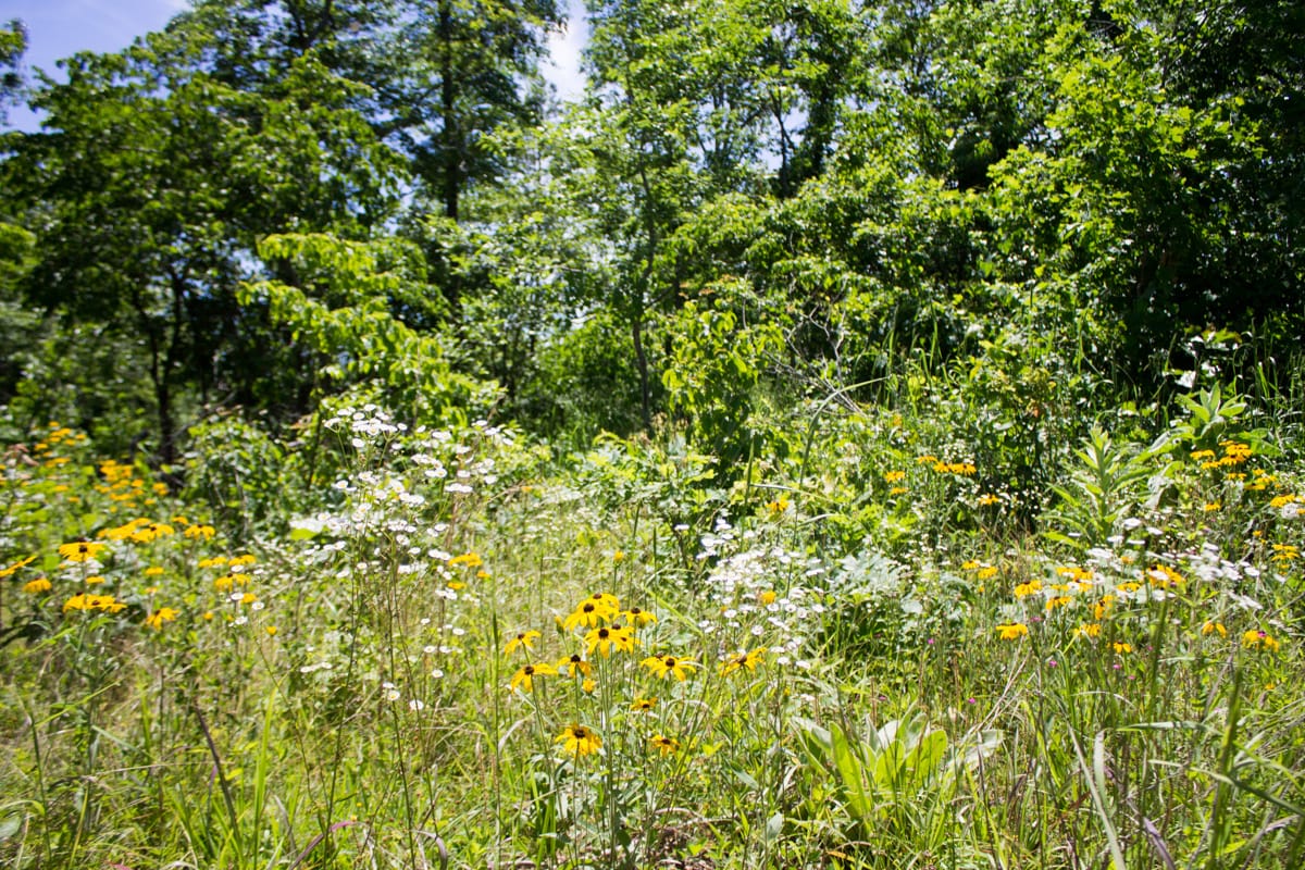 Timber Crossing Tract 25 photo 7