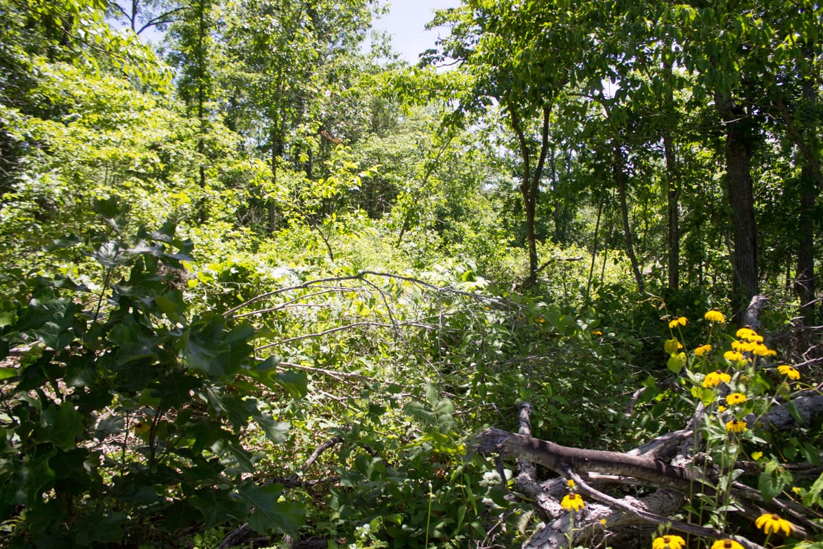 Timber Crossing Tract 25 photo 9