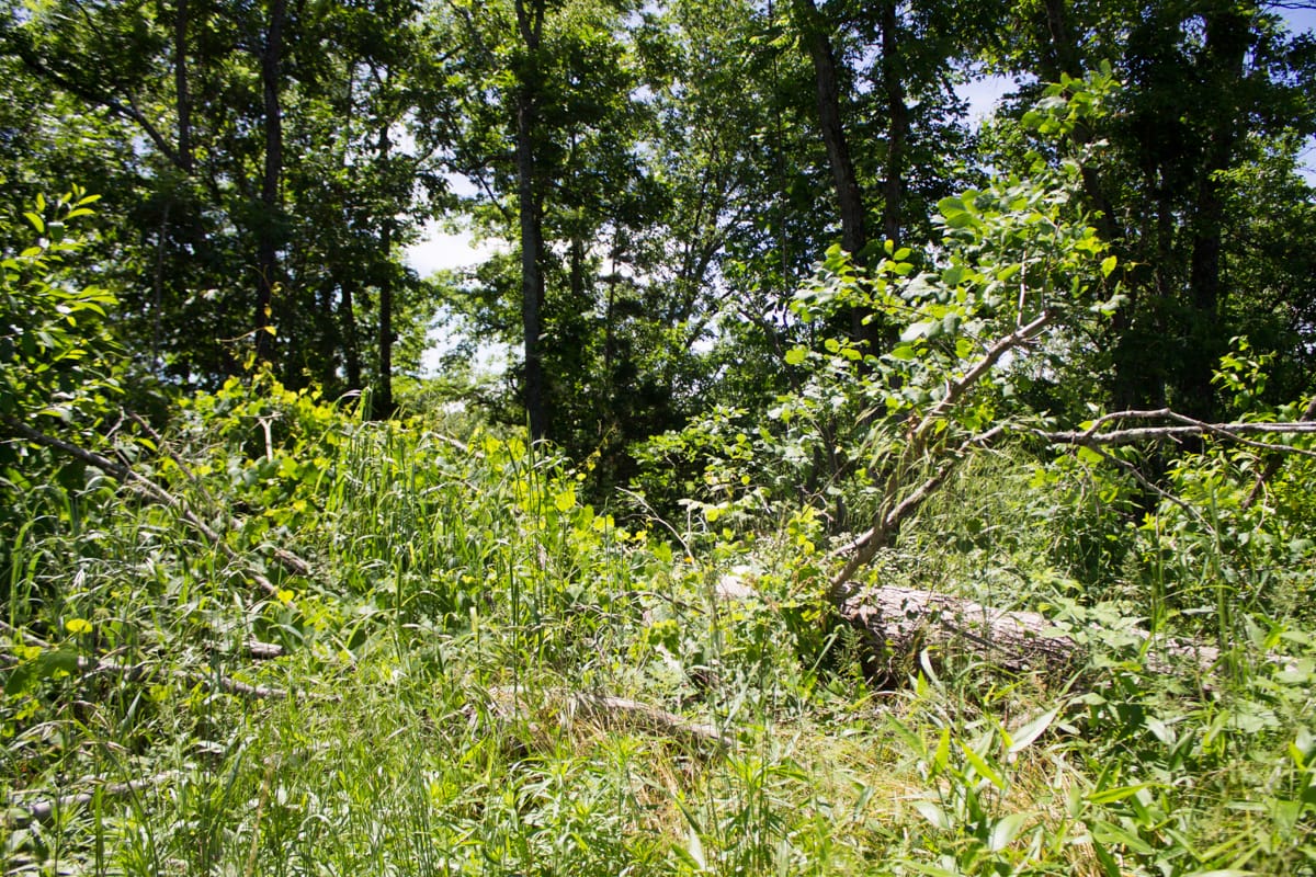Timber Crossing Tract 25 photo 10