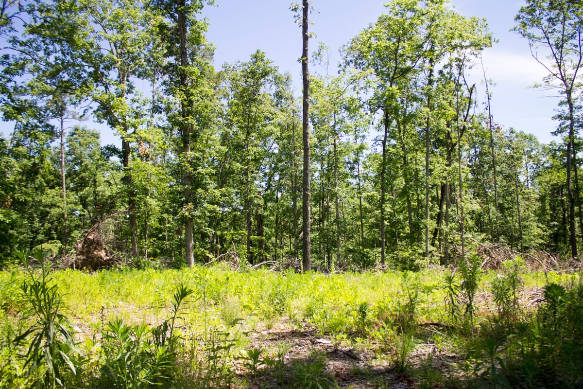 Timber Crossing Tract 25 photo 11