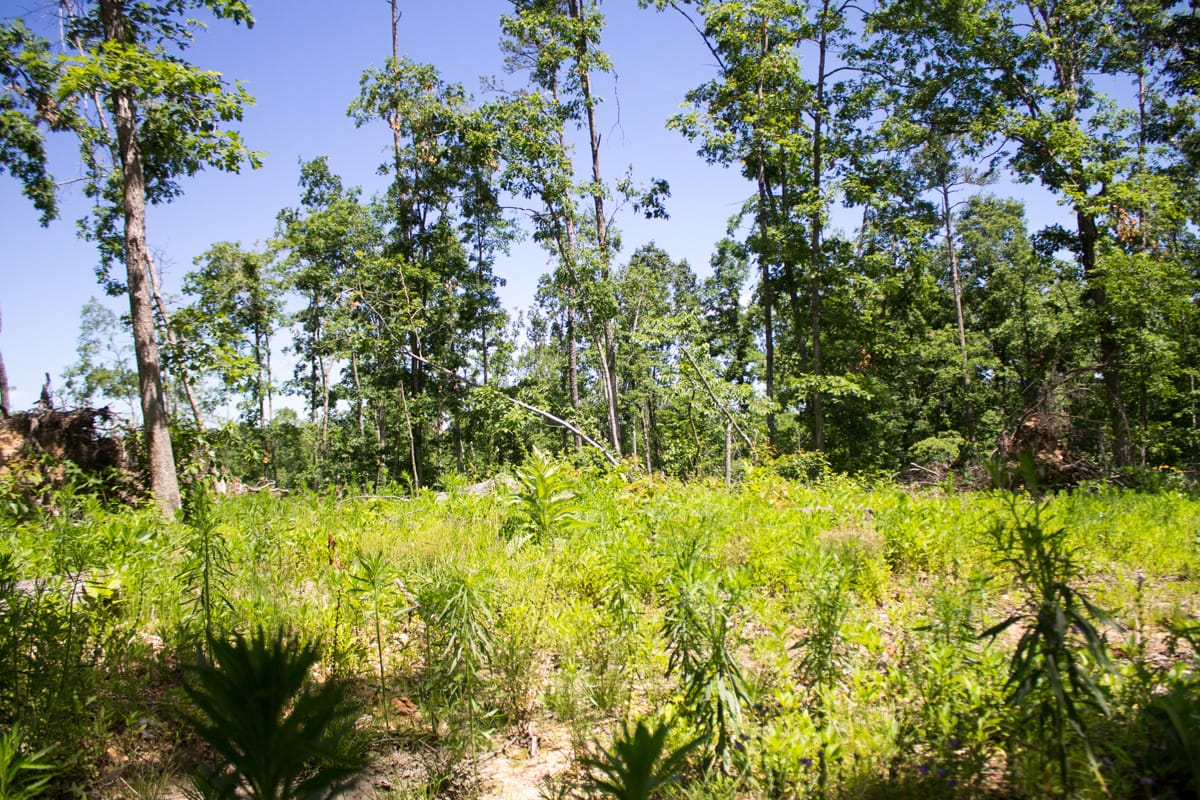 Timber Crossing Tract 25 photo 12