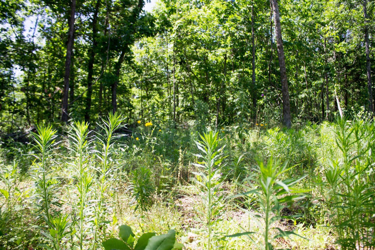 Timber Crossing Tract 25 photo 13