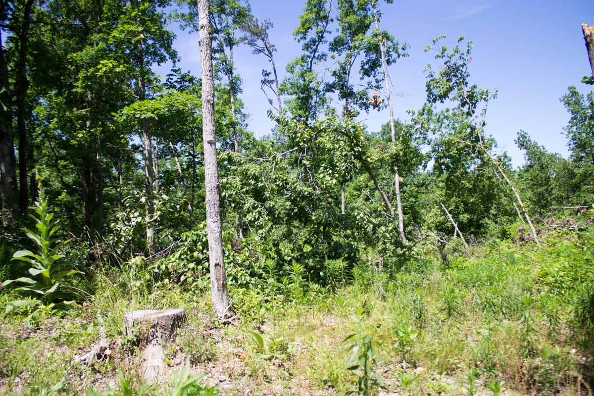 Timber Crossing Tract 25 photo 14