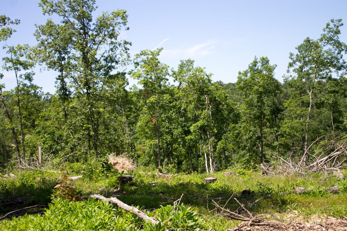 Timber Crossing Tract 25 photo 20
