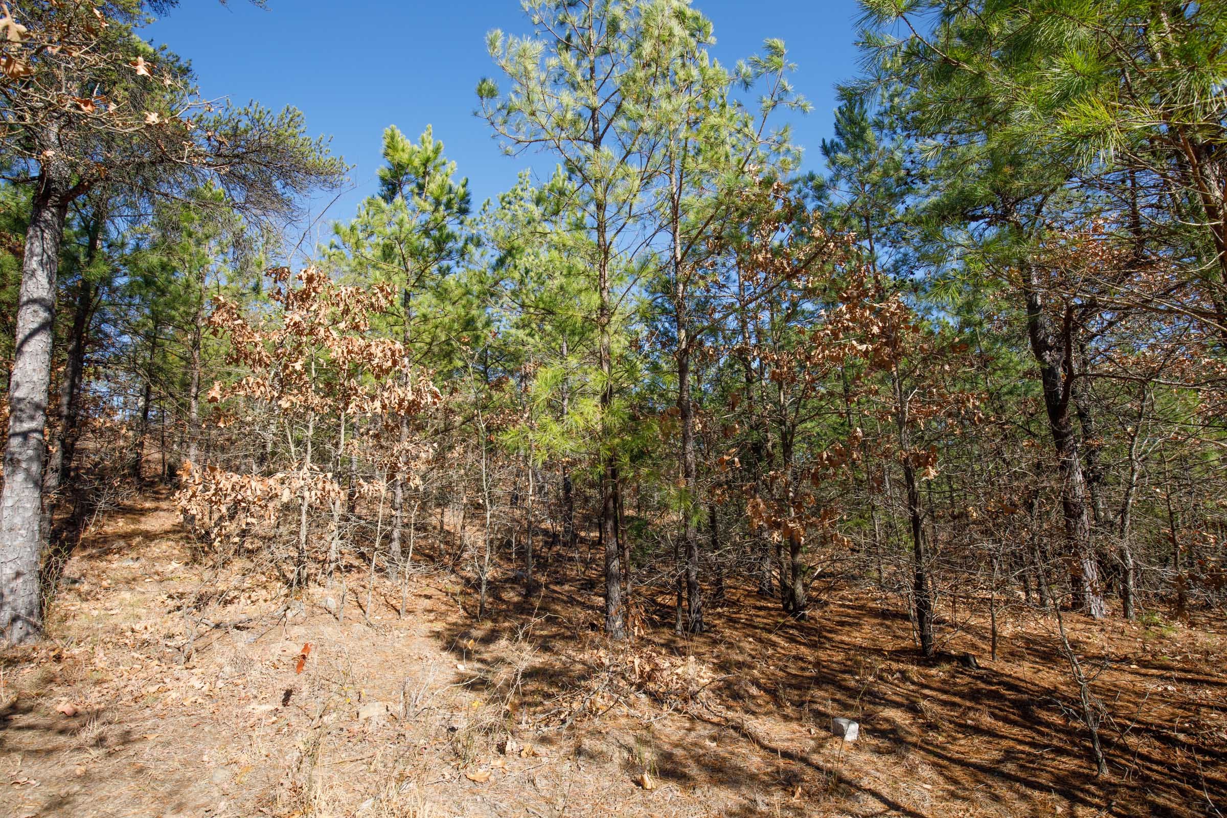Stone Bridge Phase II Tract 77 photo 11