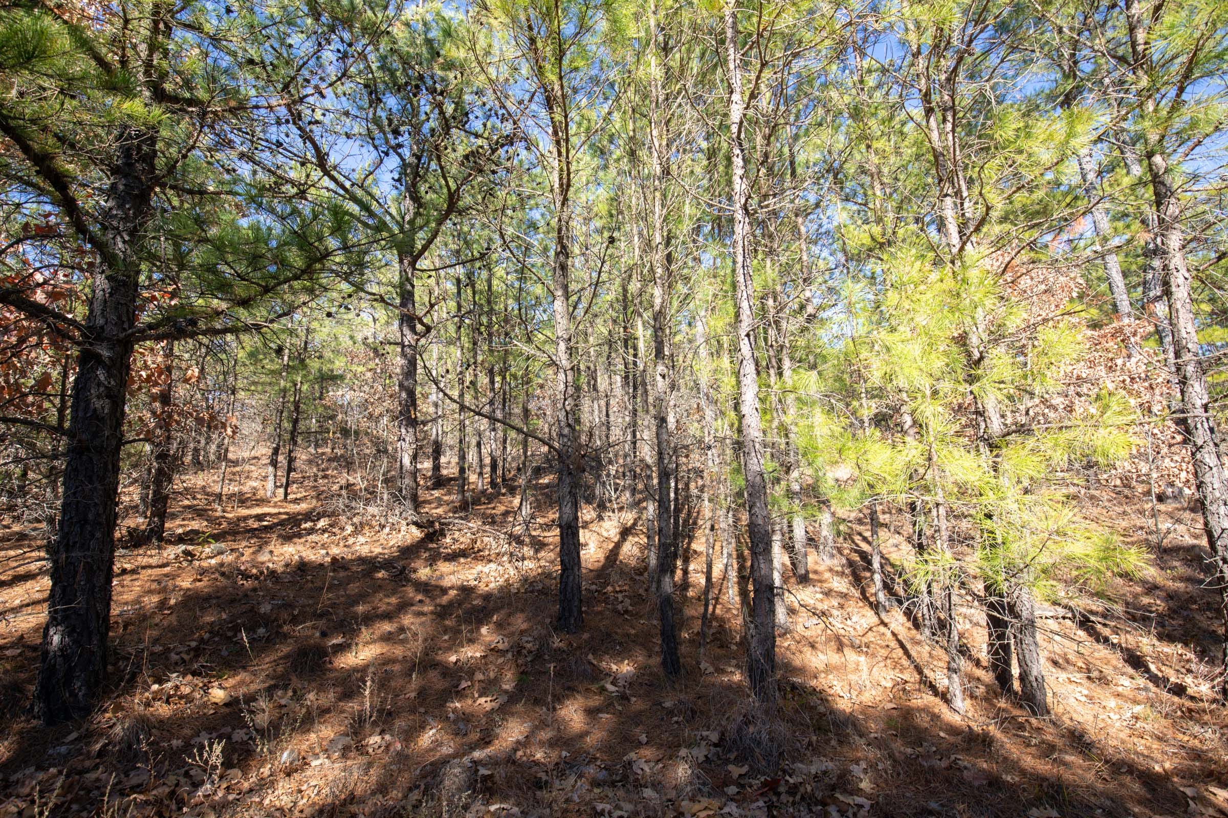 Stone Bridge Phase II Tract 77 photo 12