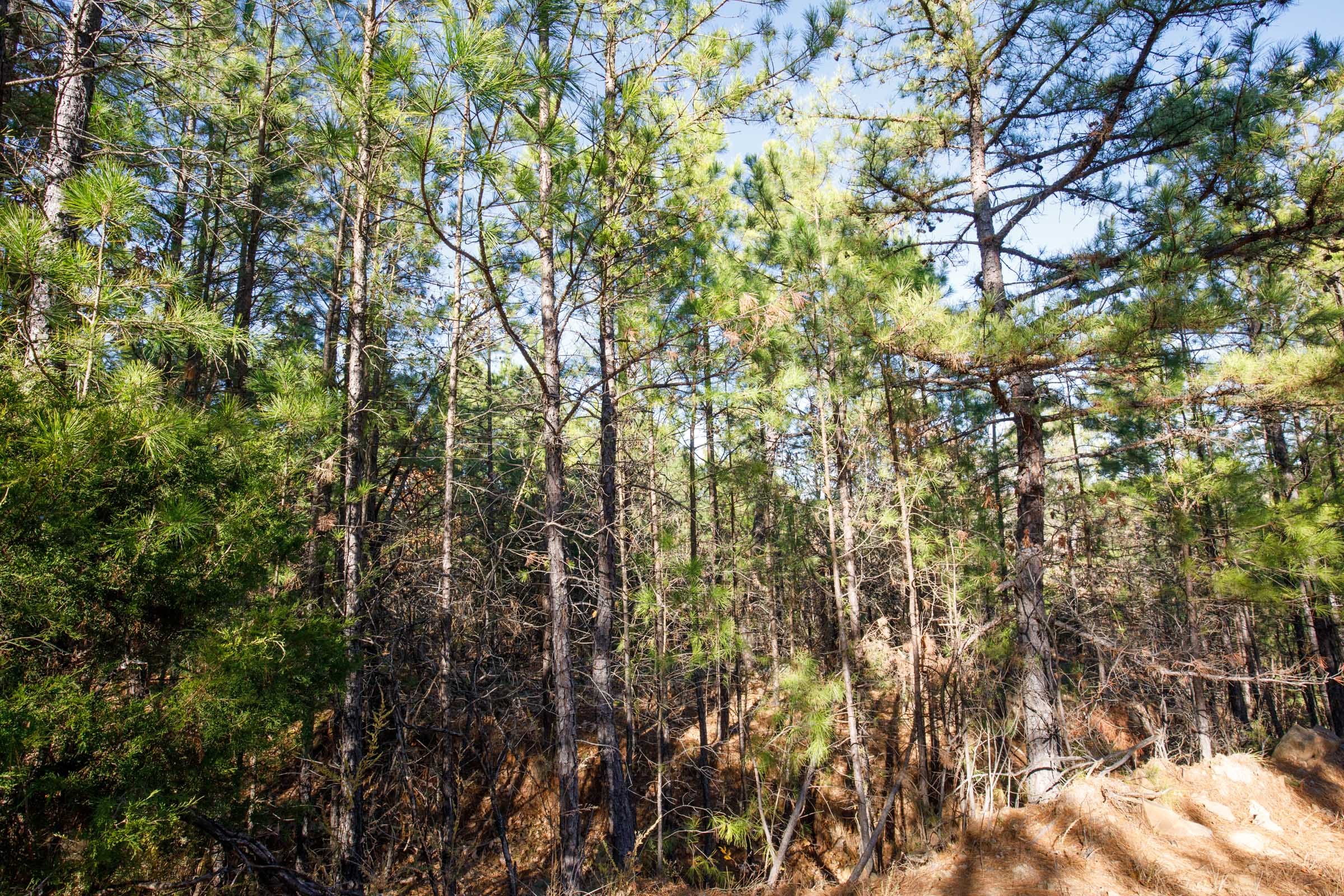 Stone Bridge Phase II Tract 77 photo 15