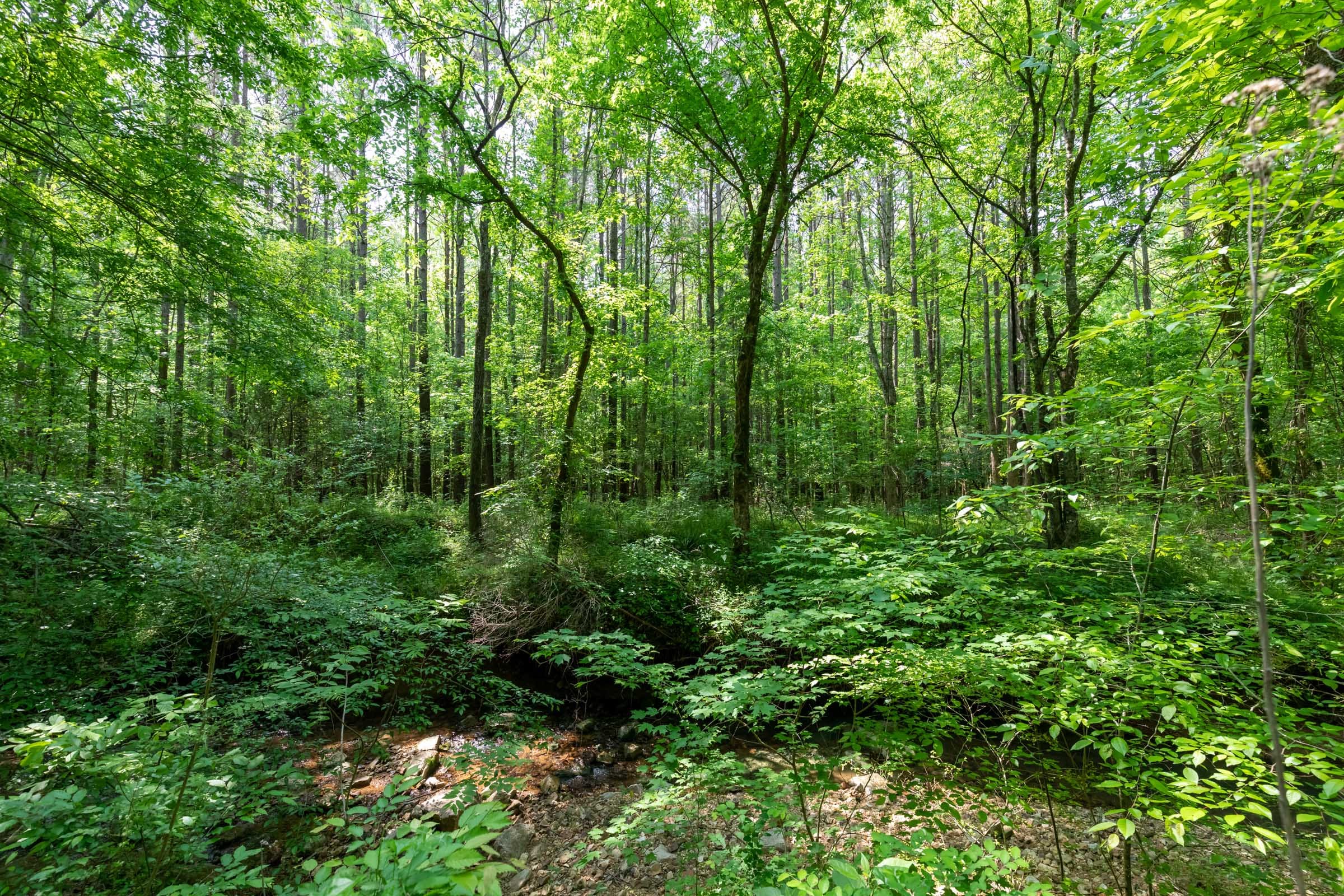 Cedar Creek Tract 40 photo 3
