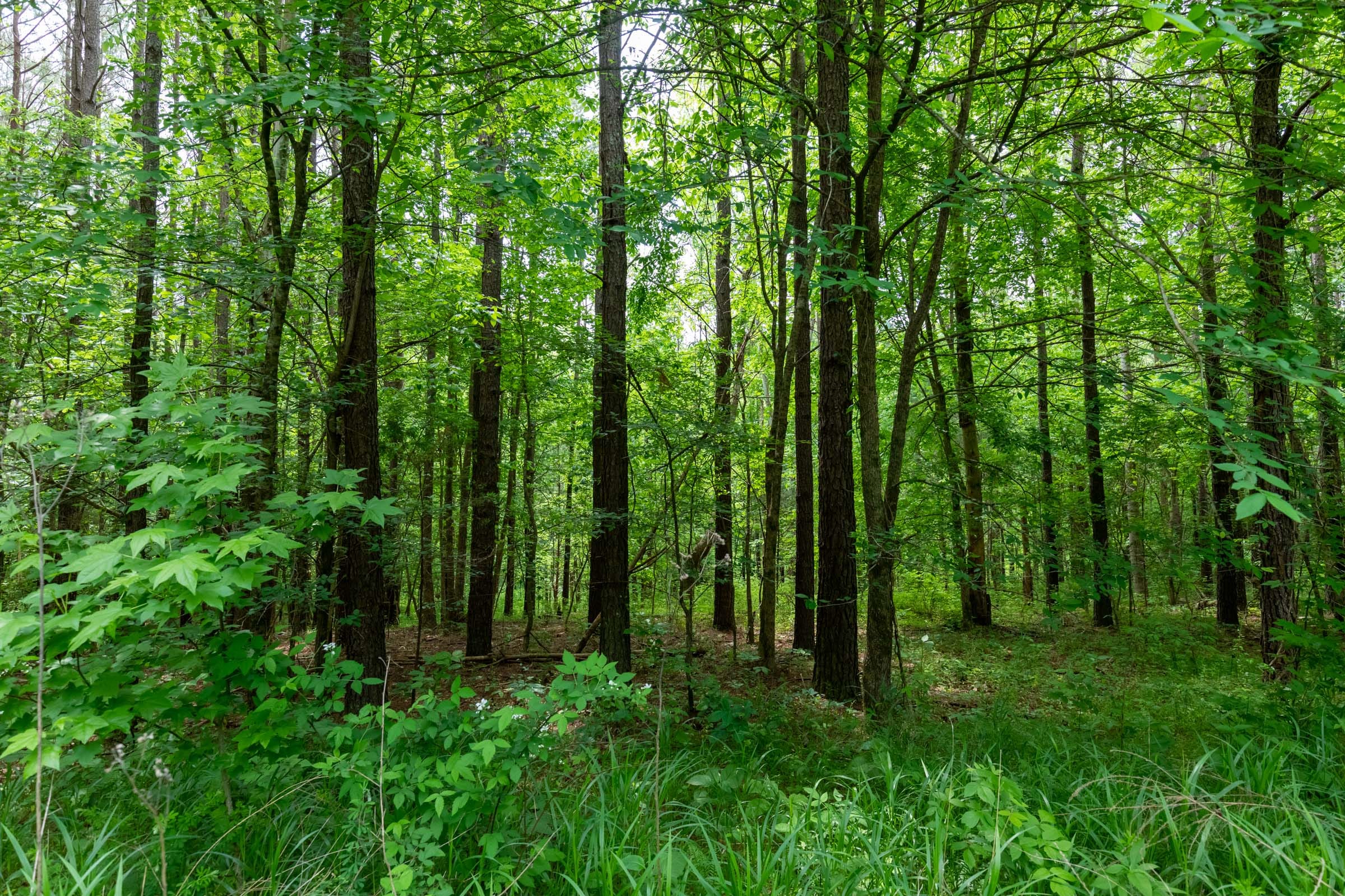 Cedar Creek Tract 40 photo 2
