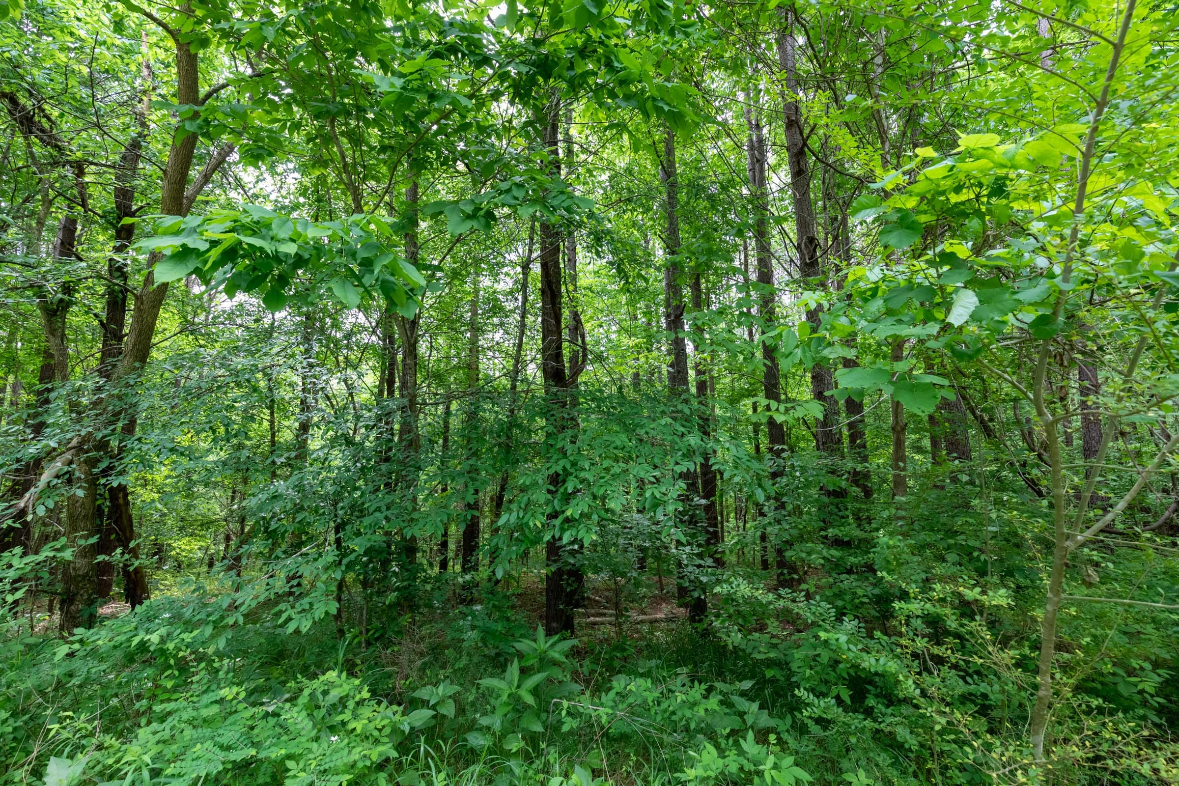Cedar Creek Tract 40 photo 4