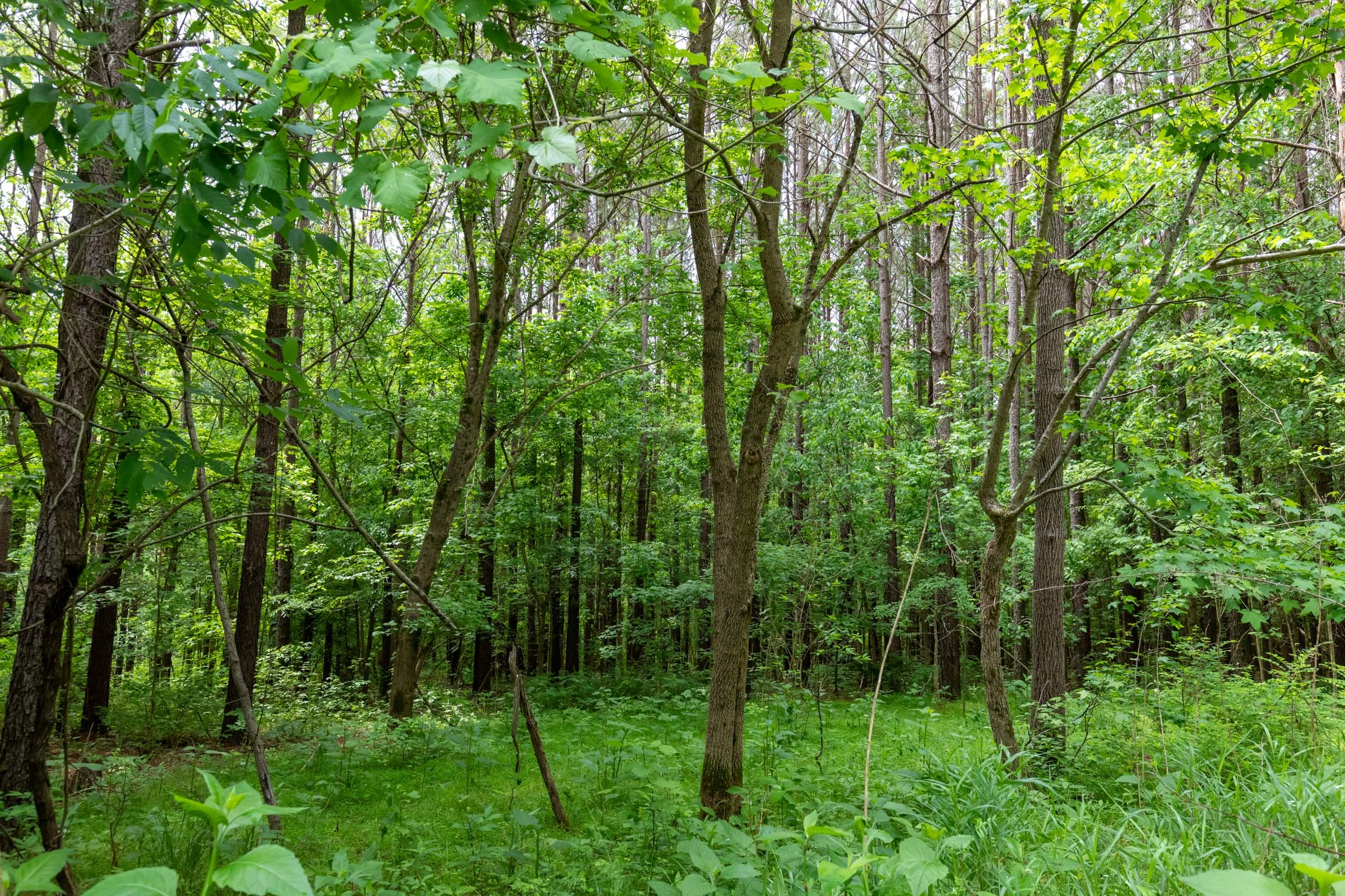 Cedar Creek Tract 40 photo 6