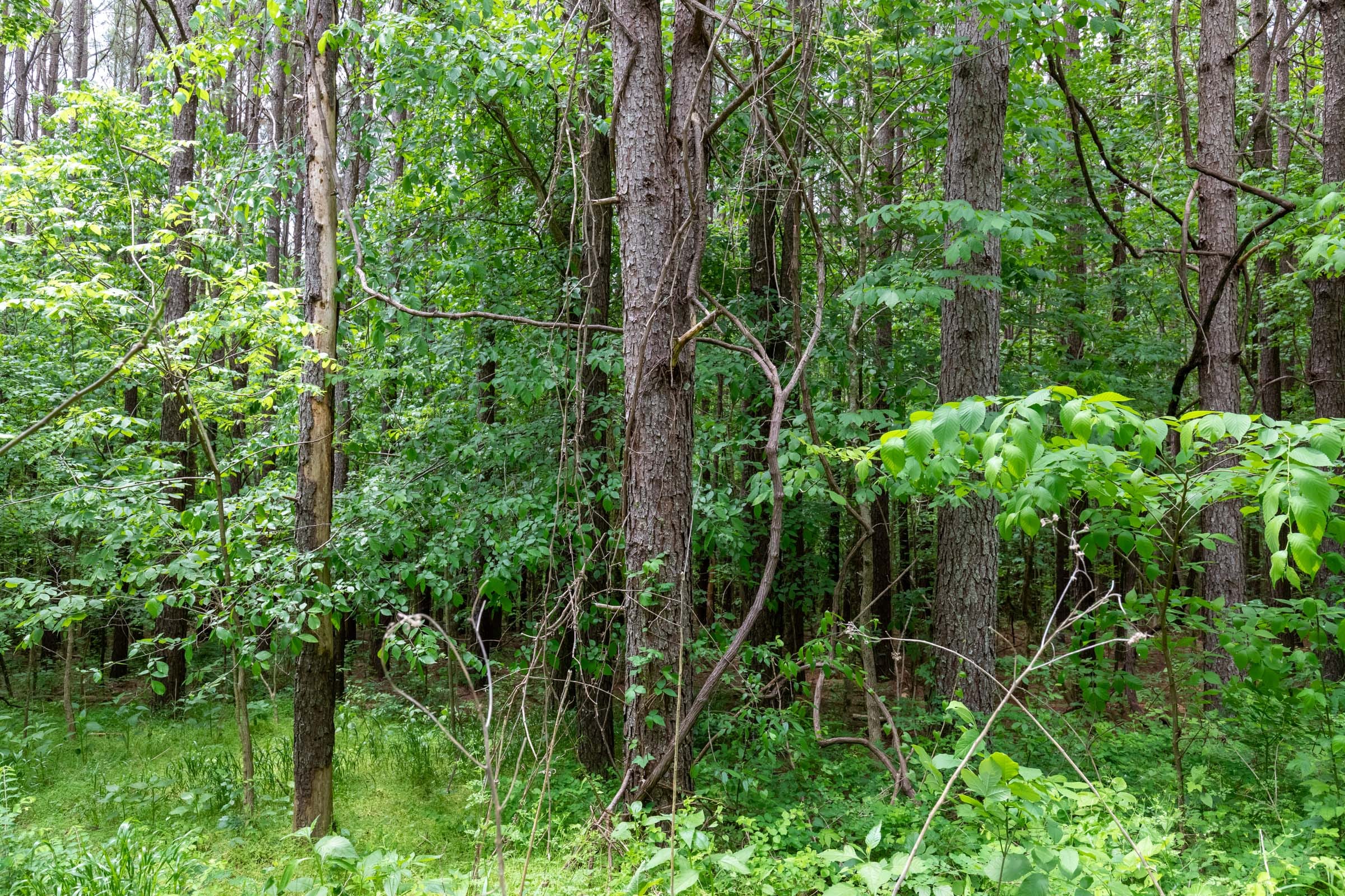 Cedar Creek Tract 40 photo 7
