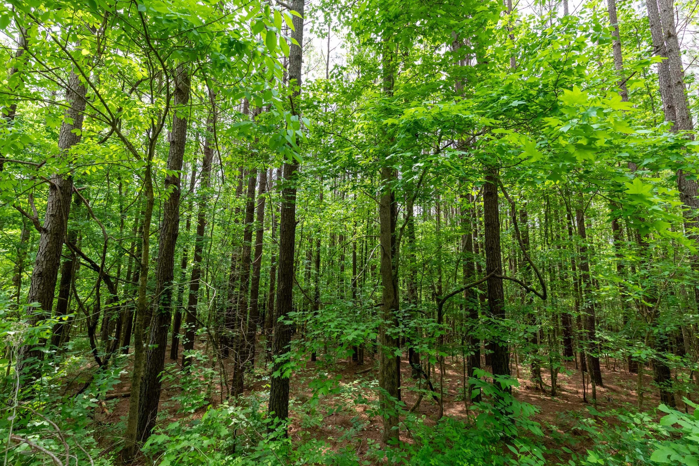 Cedar Creek Tract 40 photo 8