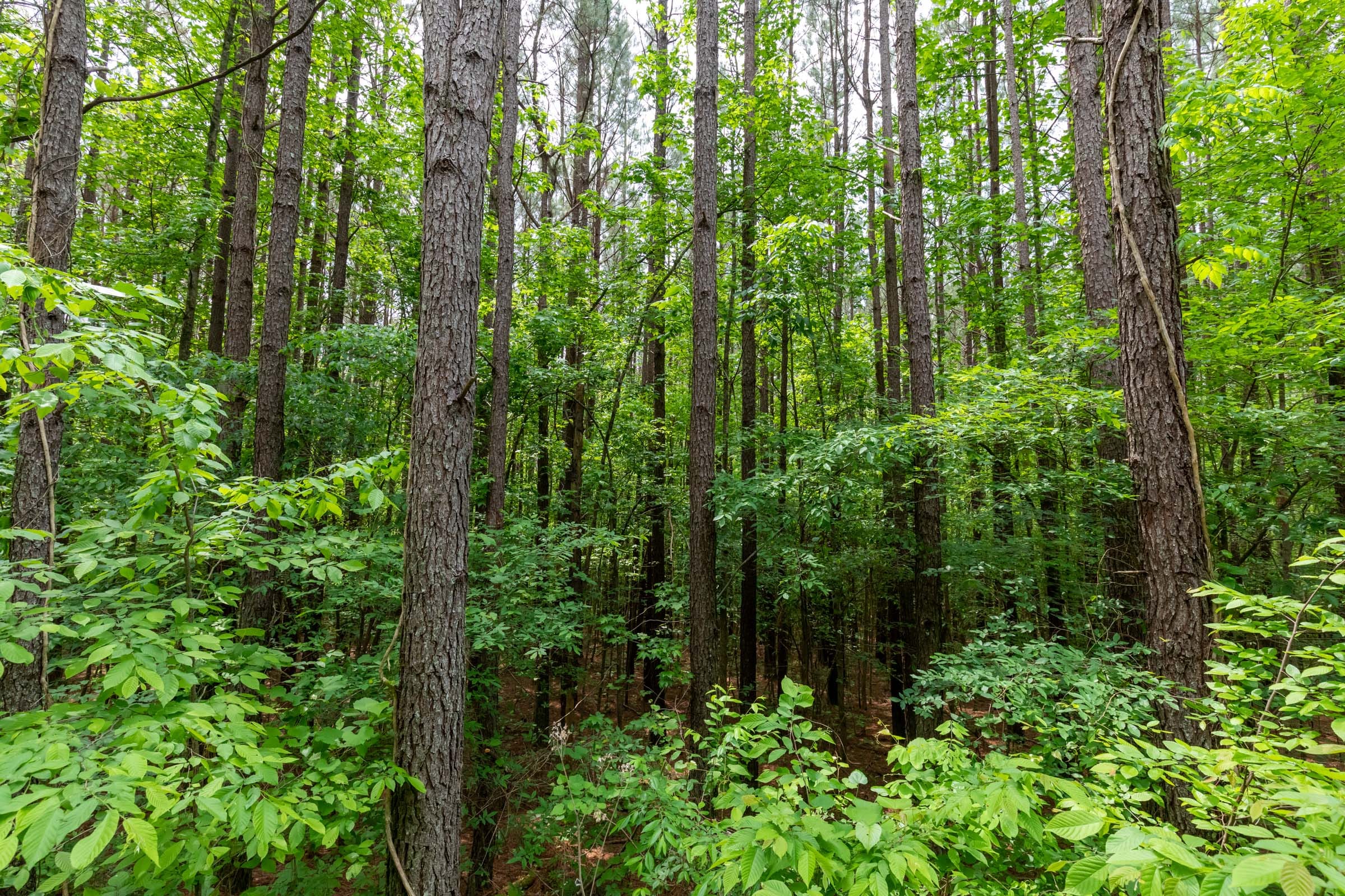 Cedar Creek Tract 40 photo 10