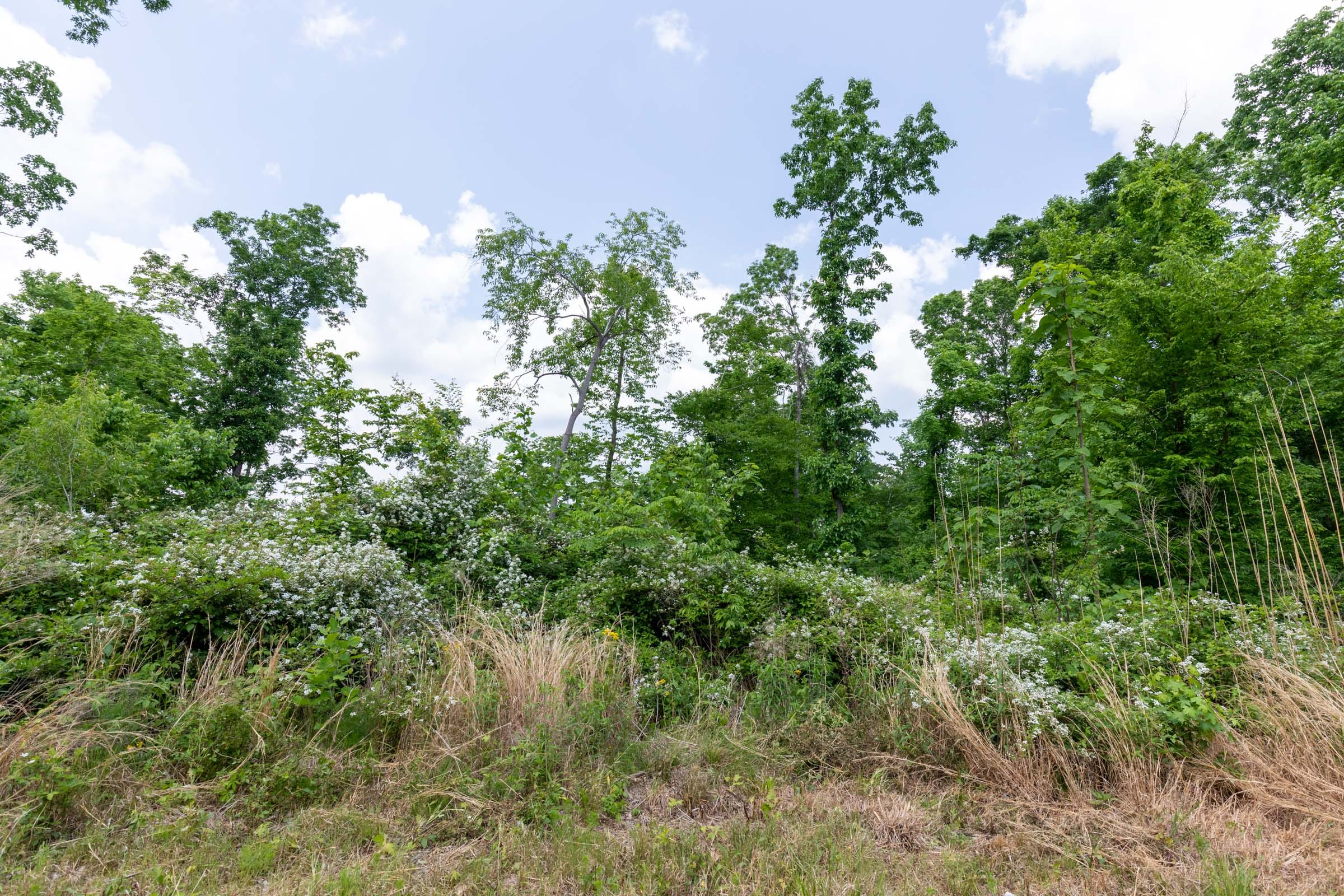 Cedar Creek Tract 40 photo 11