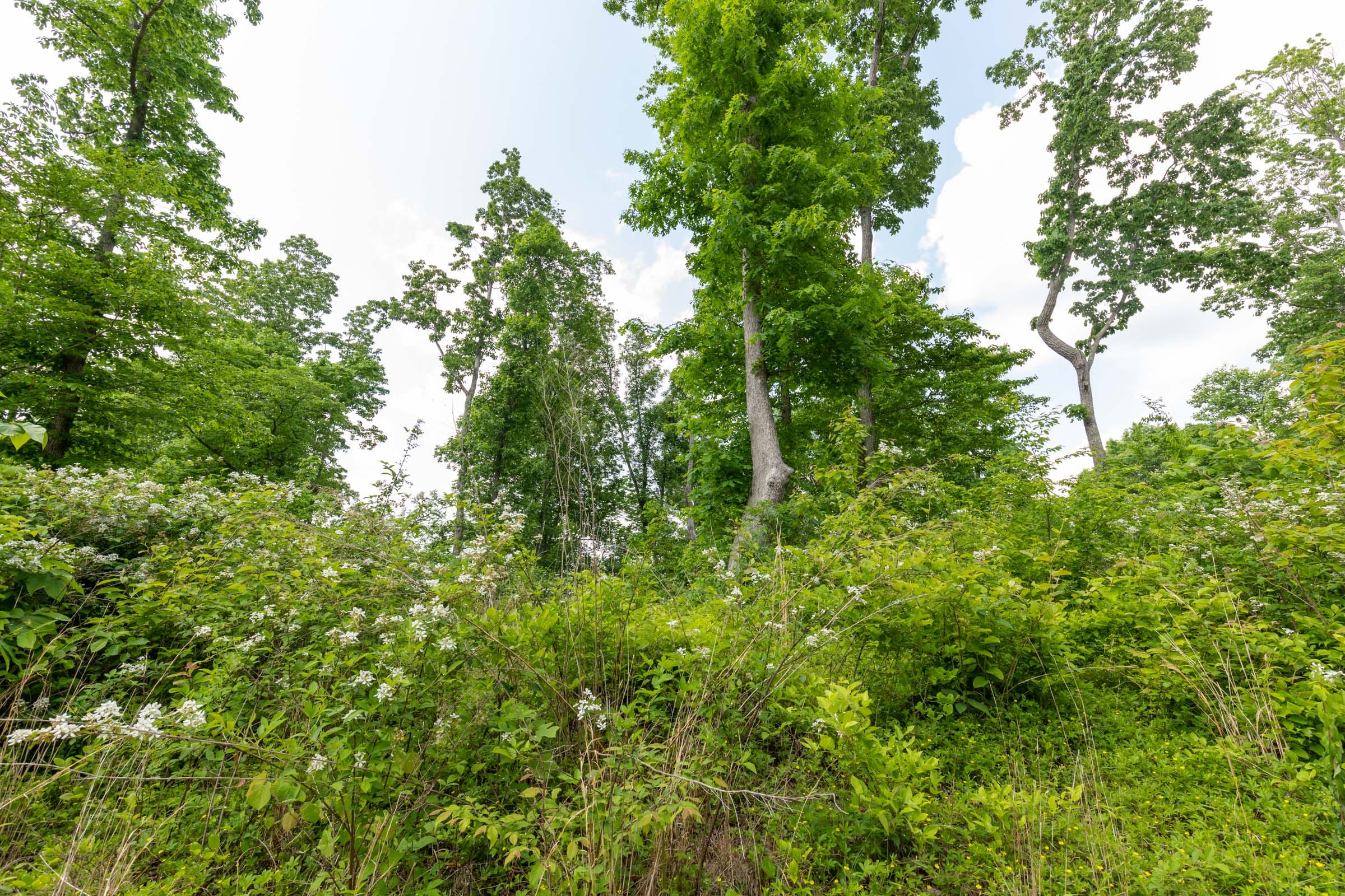 Cedar Creek Tract 48 photo 2