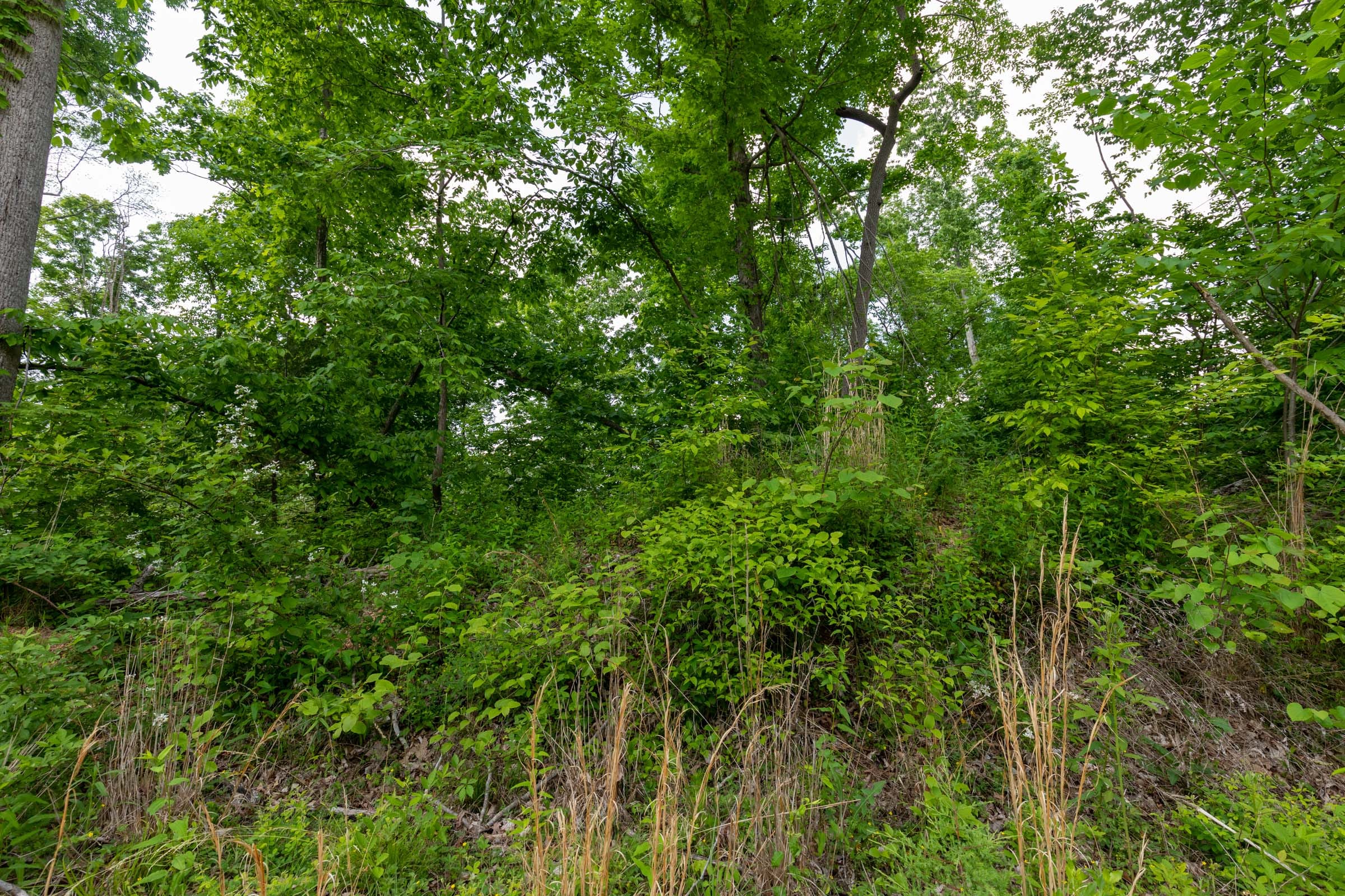 Cedar Creek Tract 48 photo 3