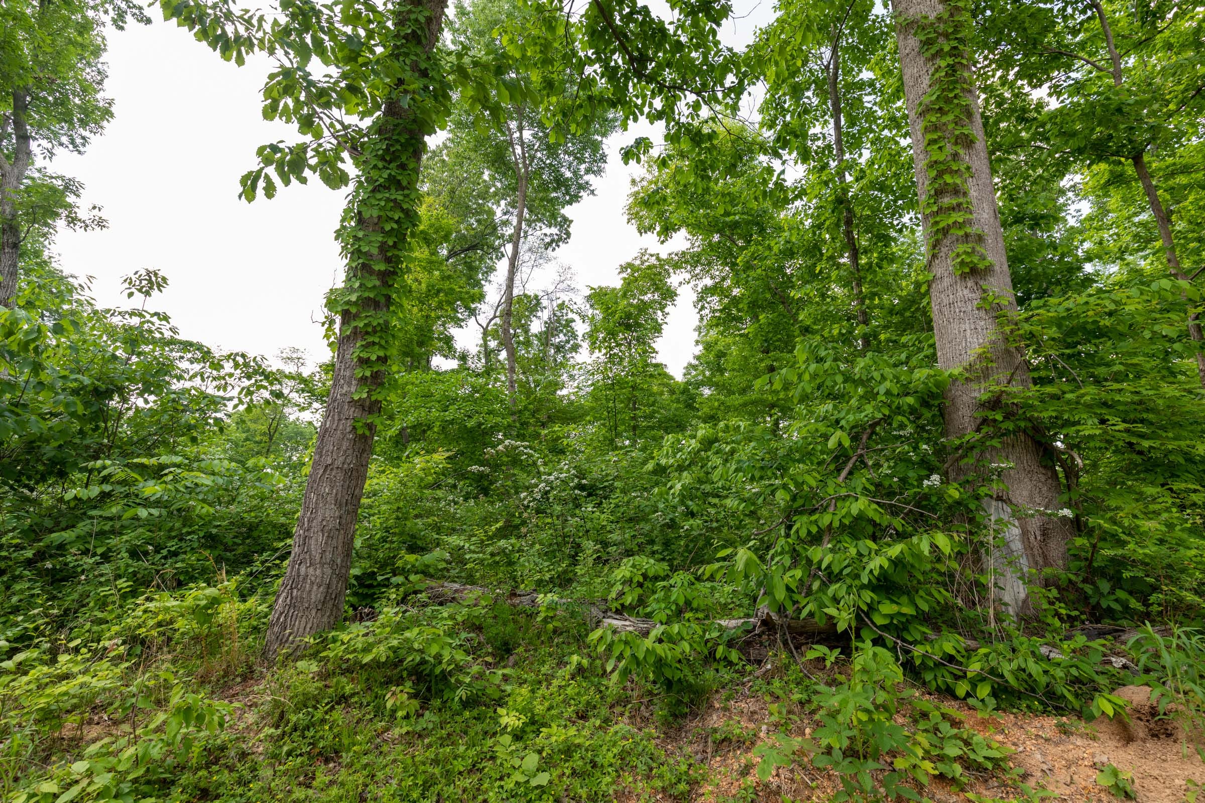 Cedar Creek Tract 48 photo 4