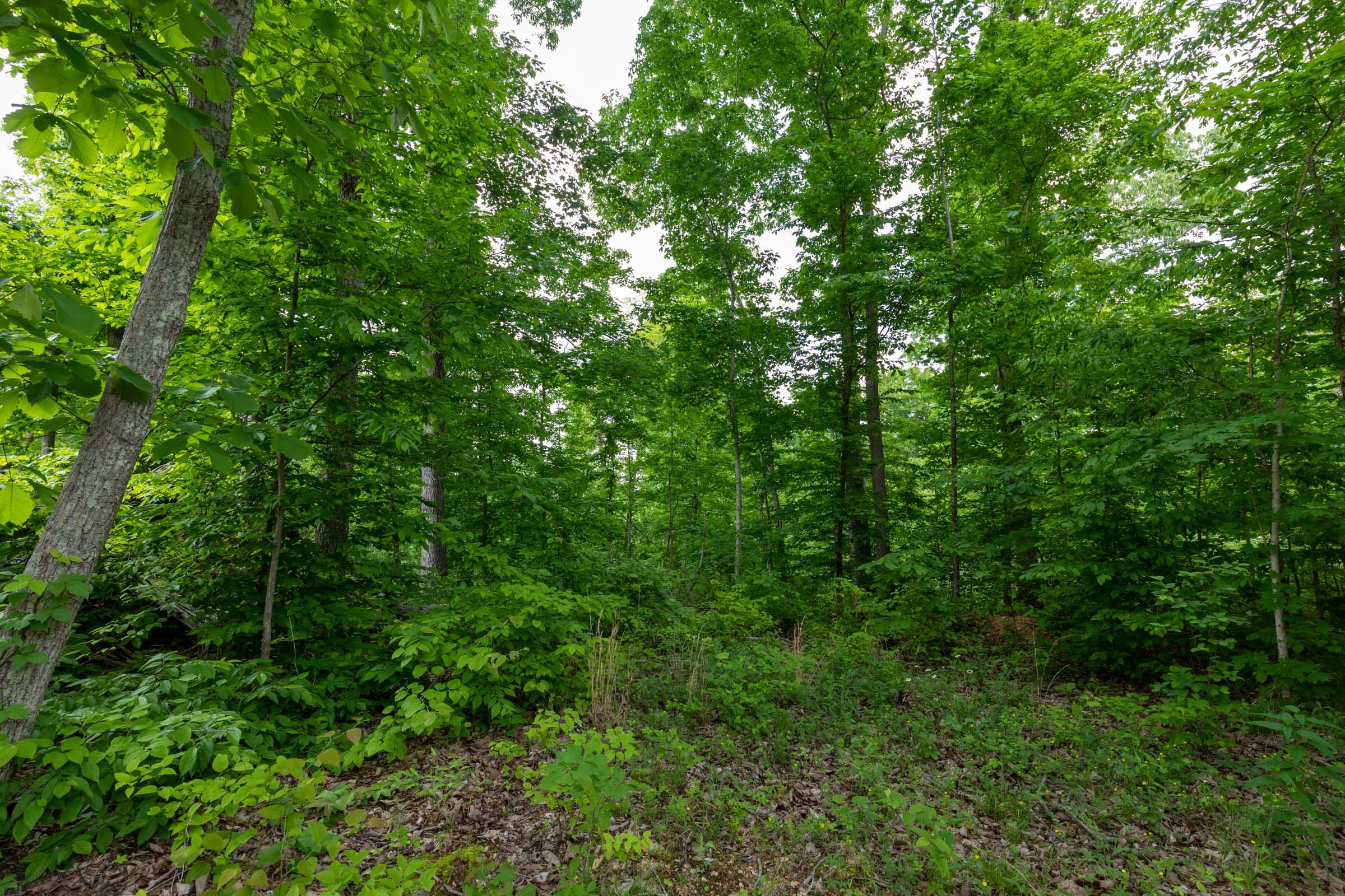 Cedar Creek Tract 48 photo 6