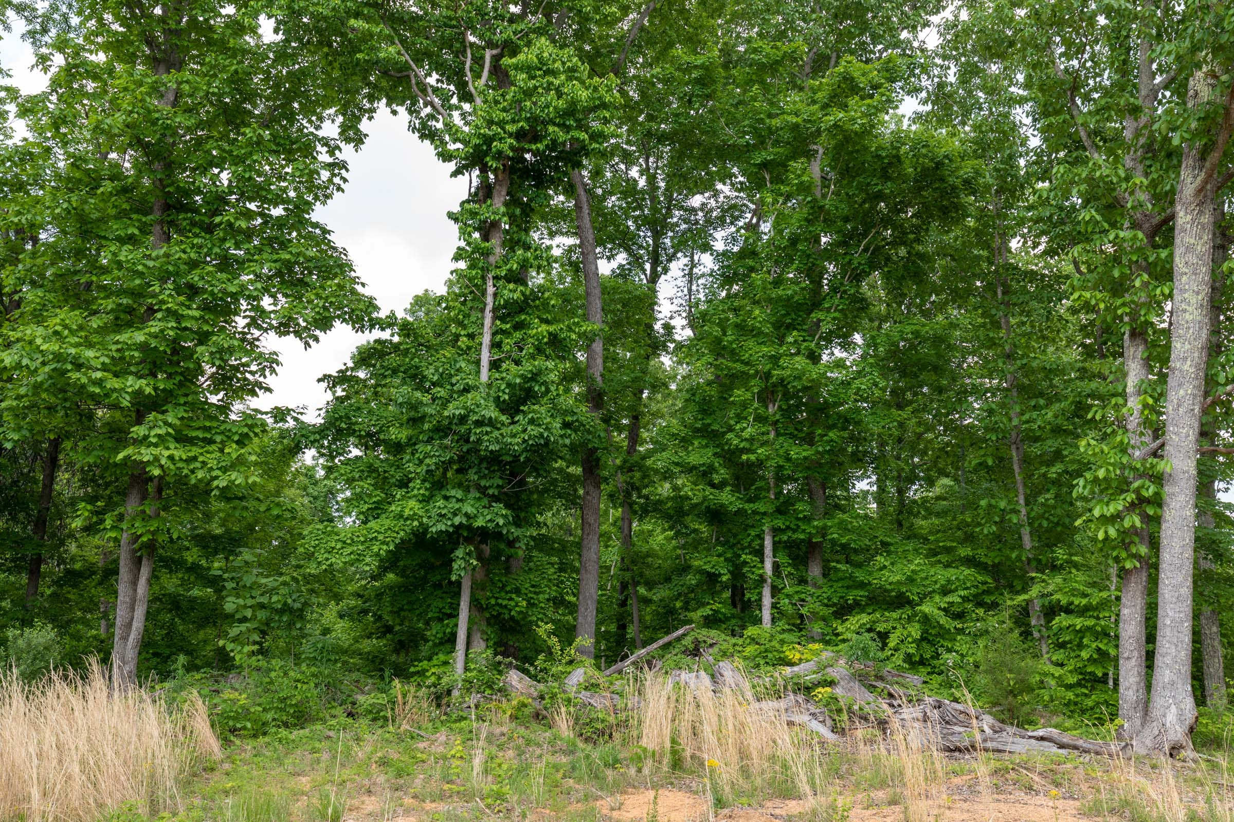 Cedar Creek Tract 48 photo 7